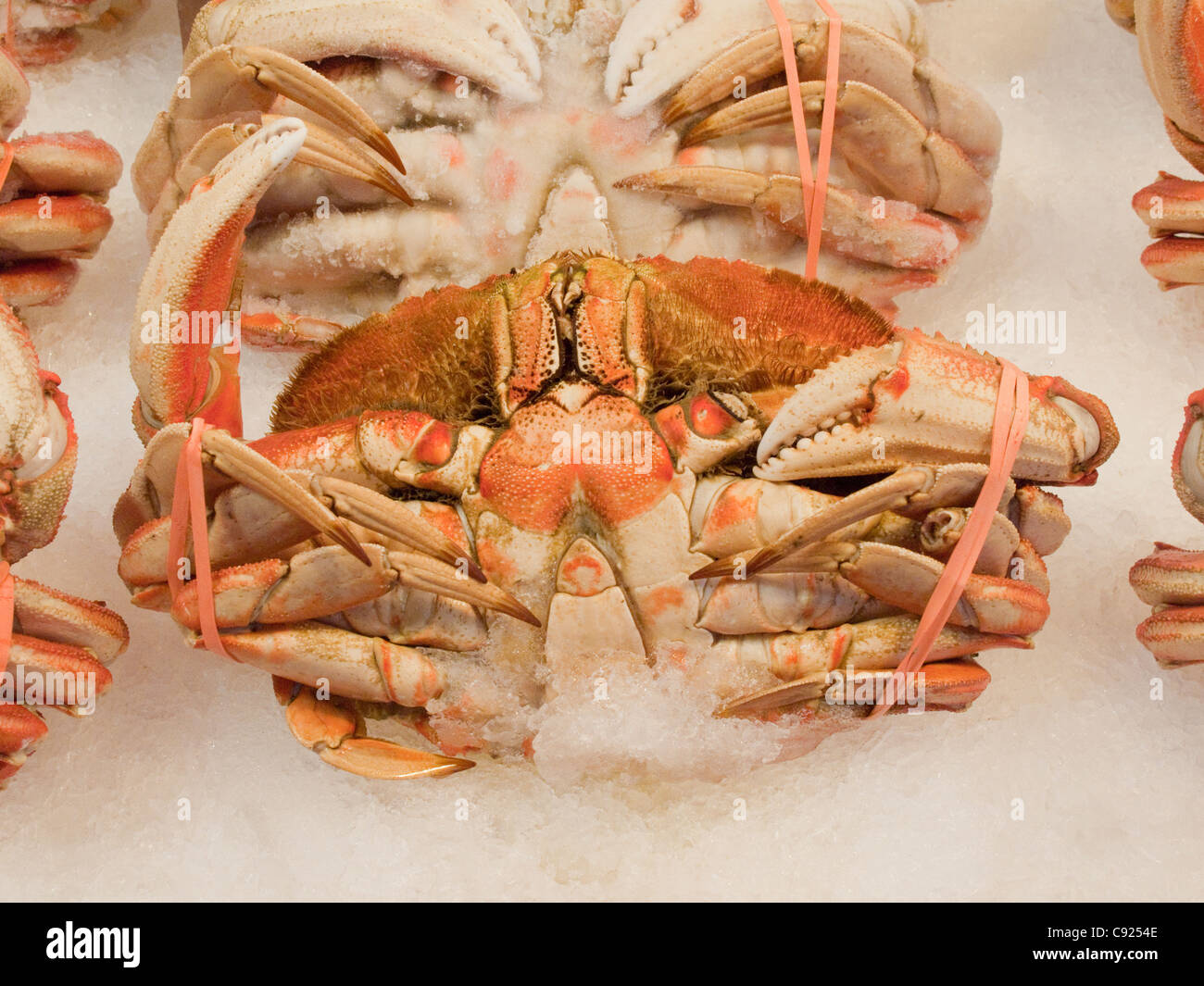 Nahaufnahme einer ganzen, gekochten Dungeness Krabbe angezeigt auf dem Eis, Pike Place Market, Seattle, Washington. Stockfoto