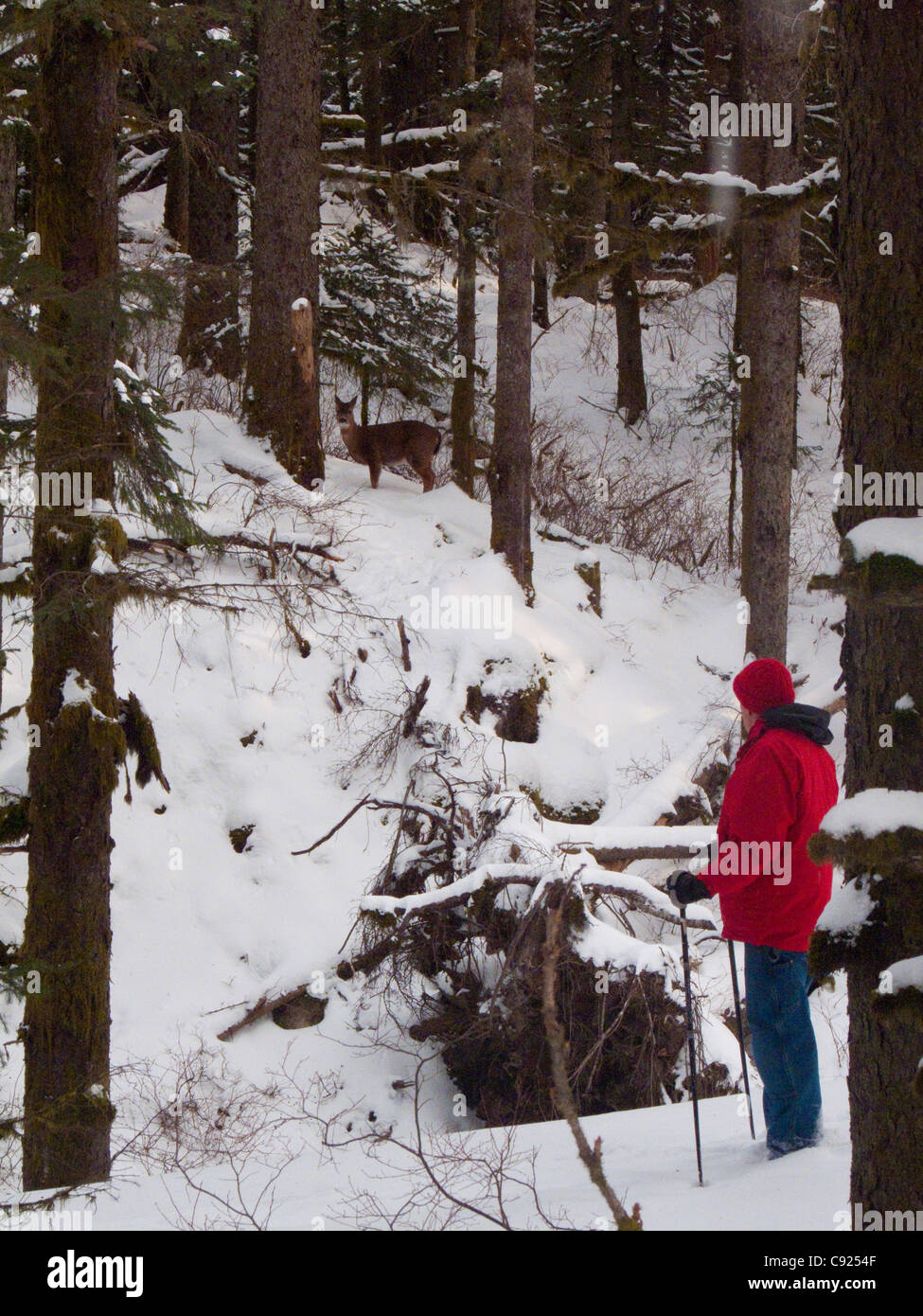 Man beobachtete ein Sitka Blacktail Reh beim Wandern im Schnee bedeckten in Fort Abercrombie State Historical Park, Alaska Stockfoto