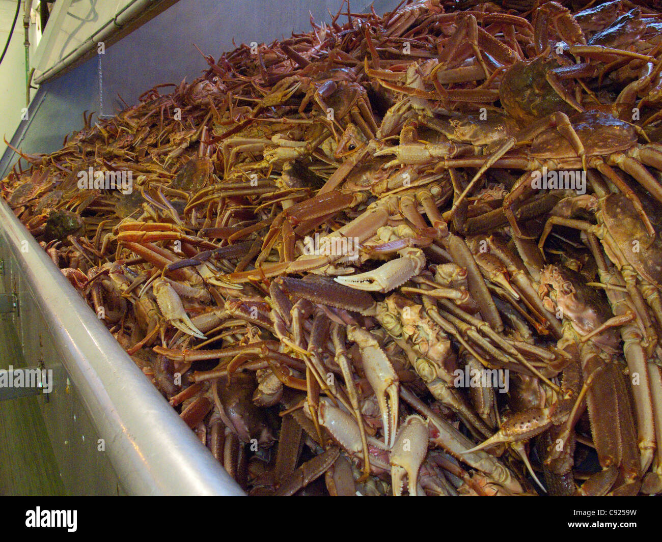 Nahaufnahme von kommerziell gefangen live Tanner Krabbe in Rutsche vor verarbeitet, Alaska frische Meeresfrüchte, Kodiak, Alaska Stockfoto