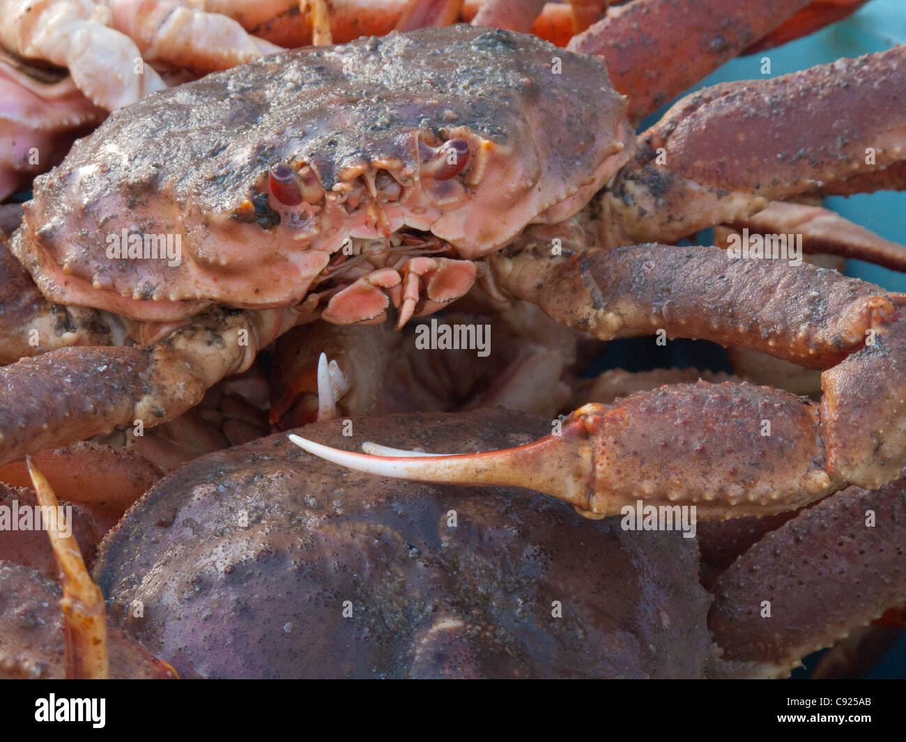 Nahaufnahme von kommerziell gefangen, live Tanner Krabben in einem Tote, frische Meeresfrüchte Alaska, Kodiak, Alaska Stockfoto