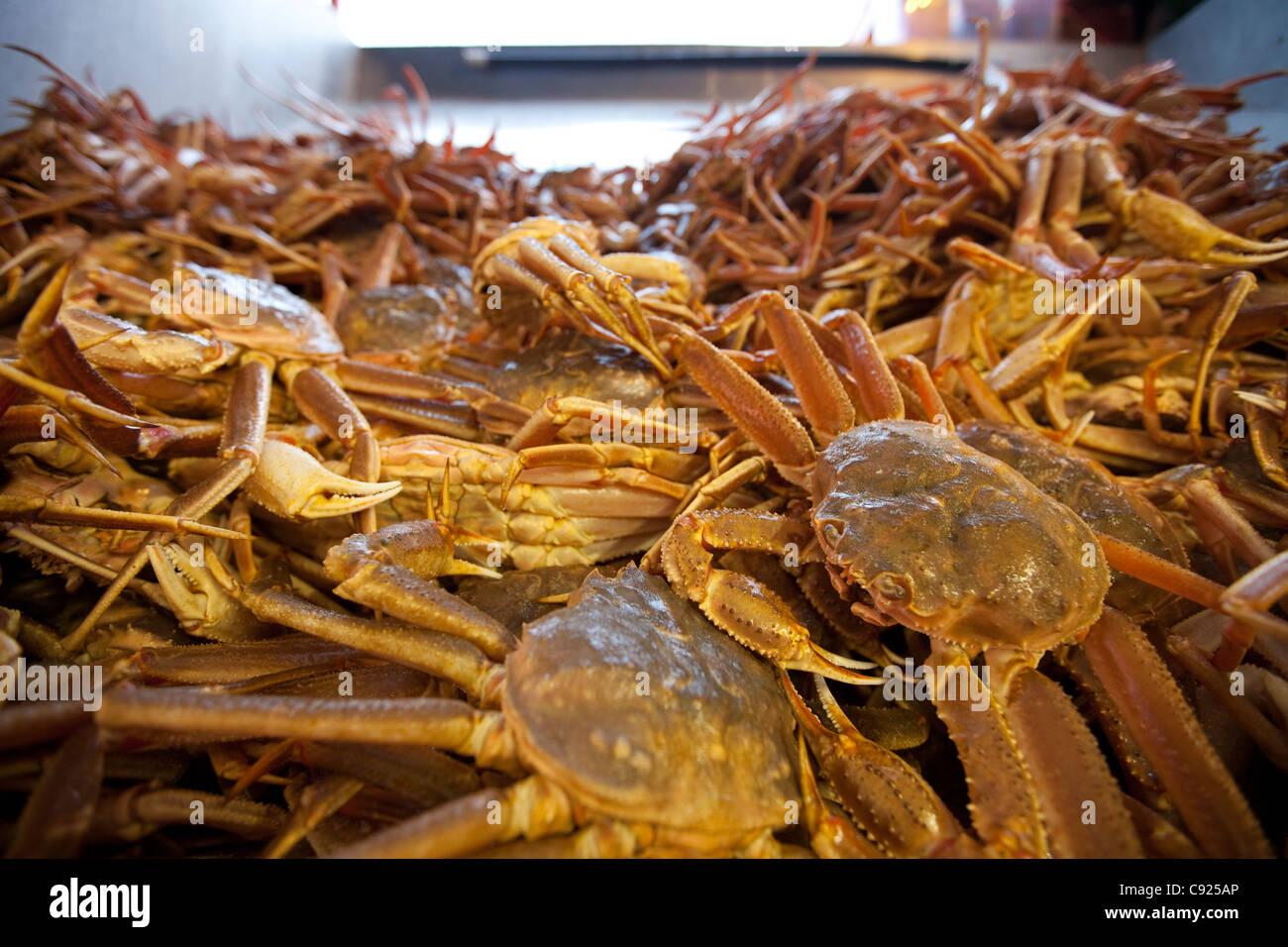 Nahaufnahme von kommerziell gefangen live Tanner Krabben vor verarbeitet, Alaska frische Meeresfrüchte, Kodiak, Alaska, Südwesten. Stockfoto
