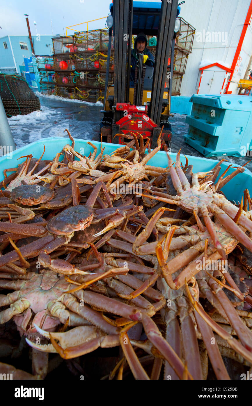 Staplerfahrer bewegt sich eine Tote beladen mit live Tanner Krabben, frische Meeresfrüchte Alaska, Kodiak, Südwest-Alaska, Winter Stockfoto