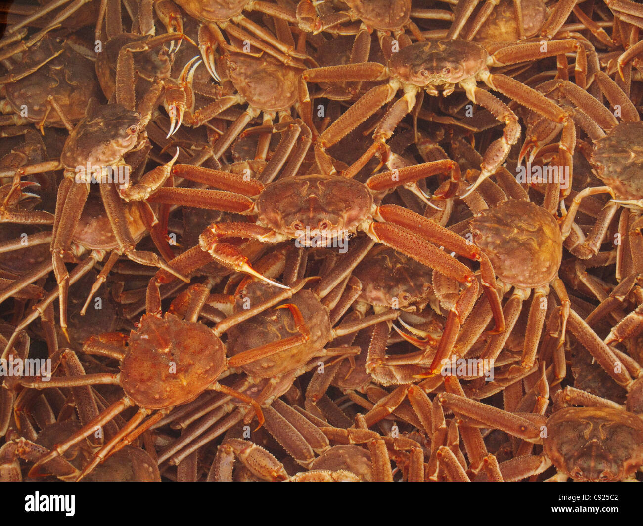 Nahaufnahme der kommerziell gefangen Tanner Krabben vor verarbeitet, frische Meeresfrüchte Alaska, Kodiak, Alaska Stockfoto