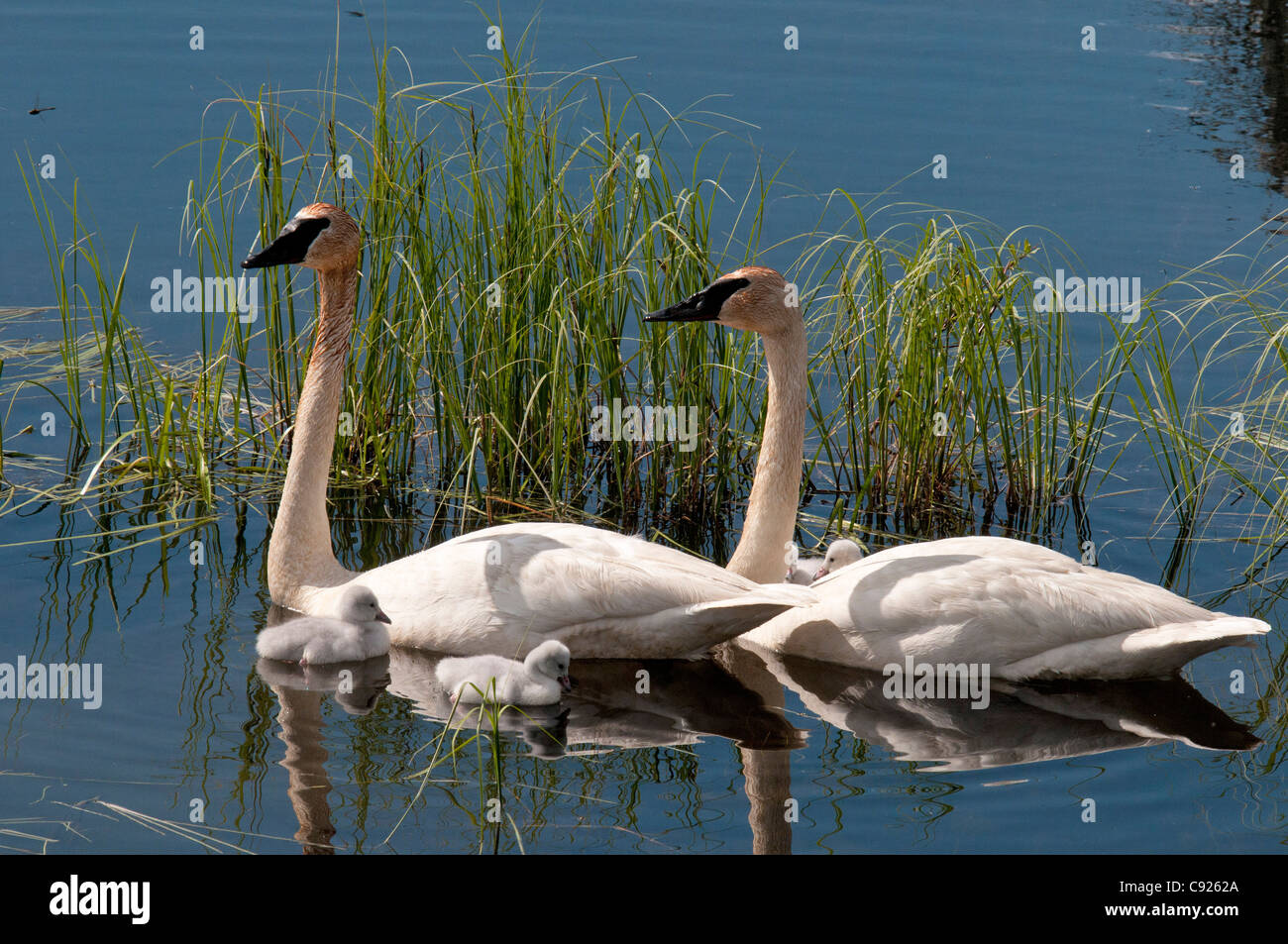 Paar von Trumpeter Schwäne und Küken schwimmen in einem See im Yukon Territorium, Kanada, Sommer Stockfoto