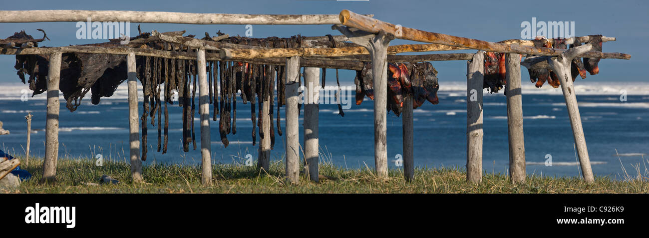 Dichtung, Darm und Fleisch beim Trocknen Racks mit Bering Meer und Eis im Hintergrund, Insel Shishmaref, Arktis Alaska, Sommer Stockfoto