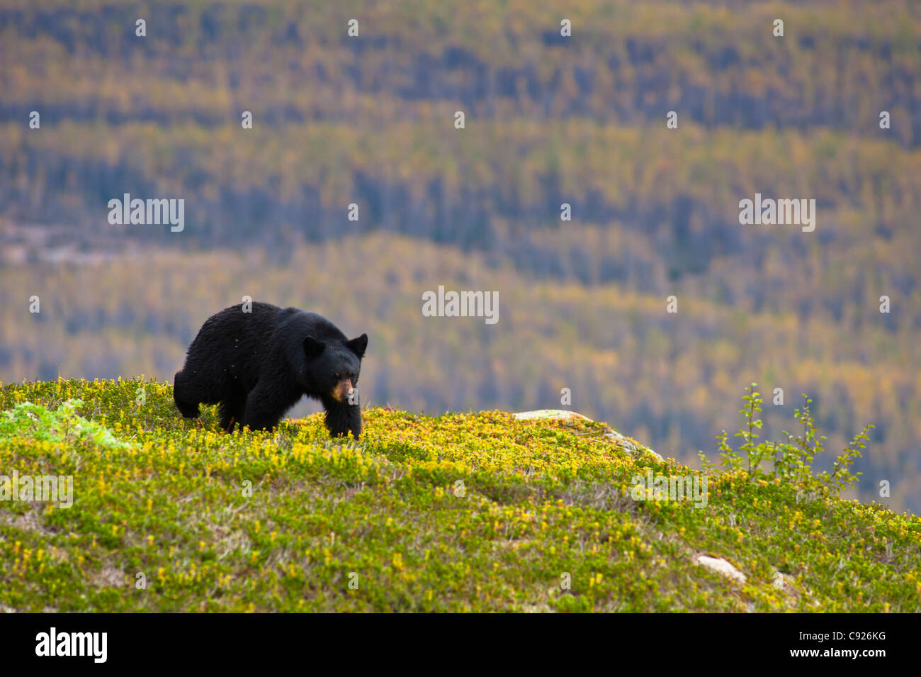 Ein schwarzer Bär auf Nahrungssuche für Beeren in der Nähe der Harding Icefield Trail bei Exit-Gletscher, Kenai Fjords National Park, Seward, Alaska Stockfoto