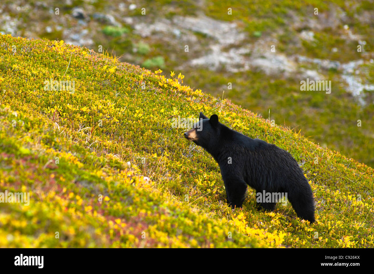 Ein schwarzer Bär auf Nahrungssuche für Beeren auf einem Hügel in der Nähe der Harding Icefield Trail, Kenai Fjords National Park, Seward, Alaska Stockfoto
