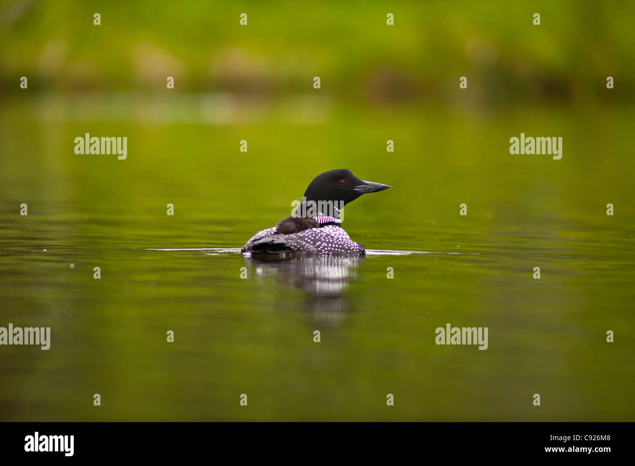 Gemeinsamen Schwimmen mit ihren Küken auf dem Rücken, Strand, See, Chugach State Park, Loon Yunan Alaska, Sommer Stockfoto