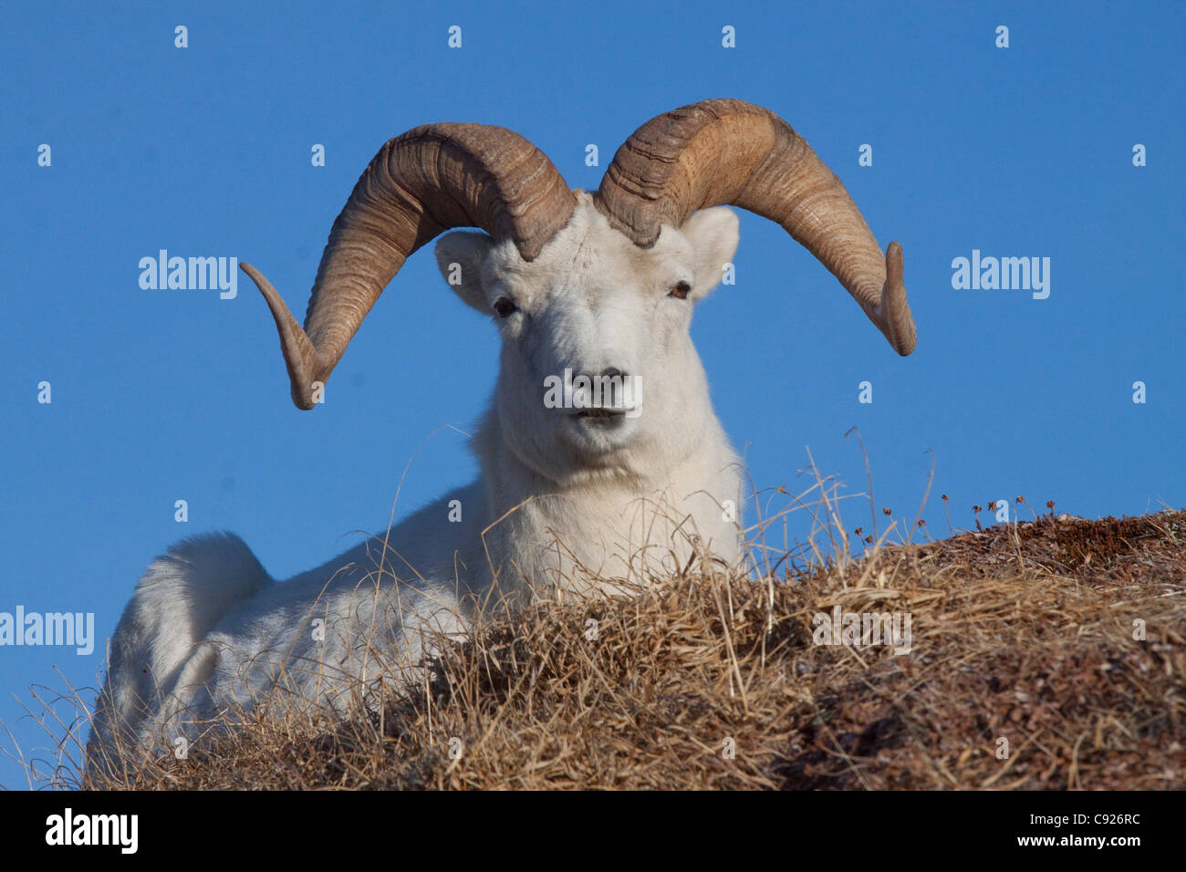 Nahaufnahme eines Widders Dallschafe Verlegung auf einem Hügel in Denali Nationalpark und Reservat, innen Alaska, Frühling Stockfoto