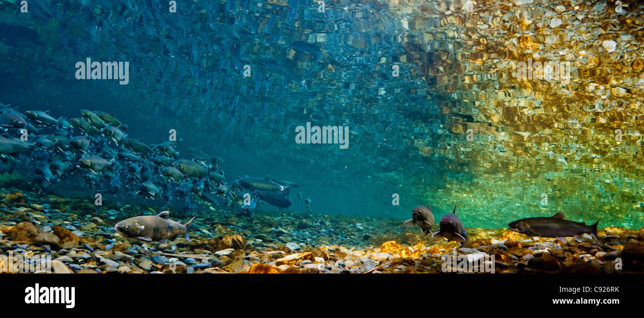 Unterwasser-Blick Silberlachs und Dolly Varden Saibling in Hartney Creek, Copper River Delta, Prince William Sound, Alaska Stockfoto