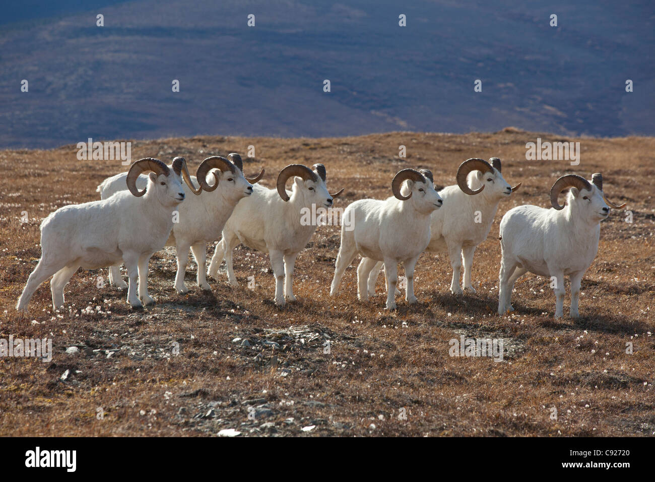 Eine Bande von Dallschafe Rams in einer hohen Bergwiese, Denali Nationalpark und Reservat, Alaska Interior, Herbst Stockfoto