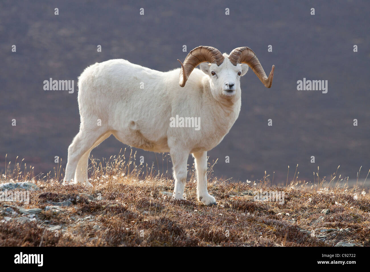 Dall Schafe Ram, Denali Nationalpark und Reservat, Alaska Interior, Herbst Stockfoto