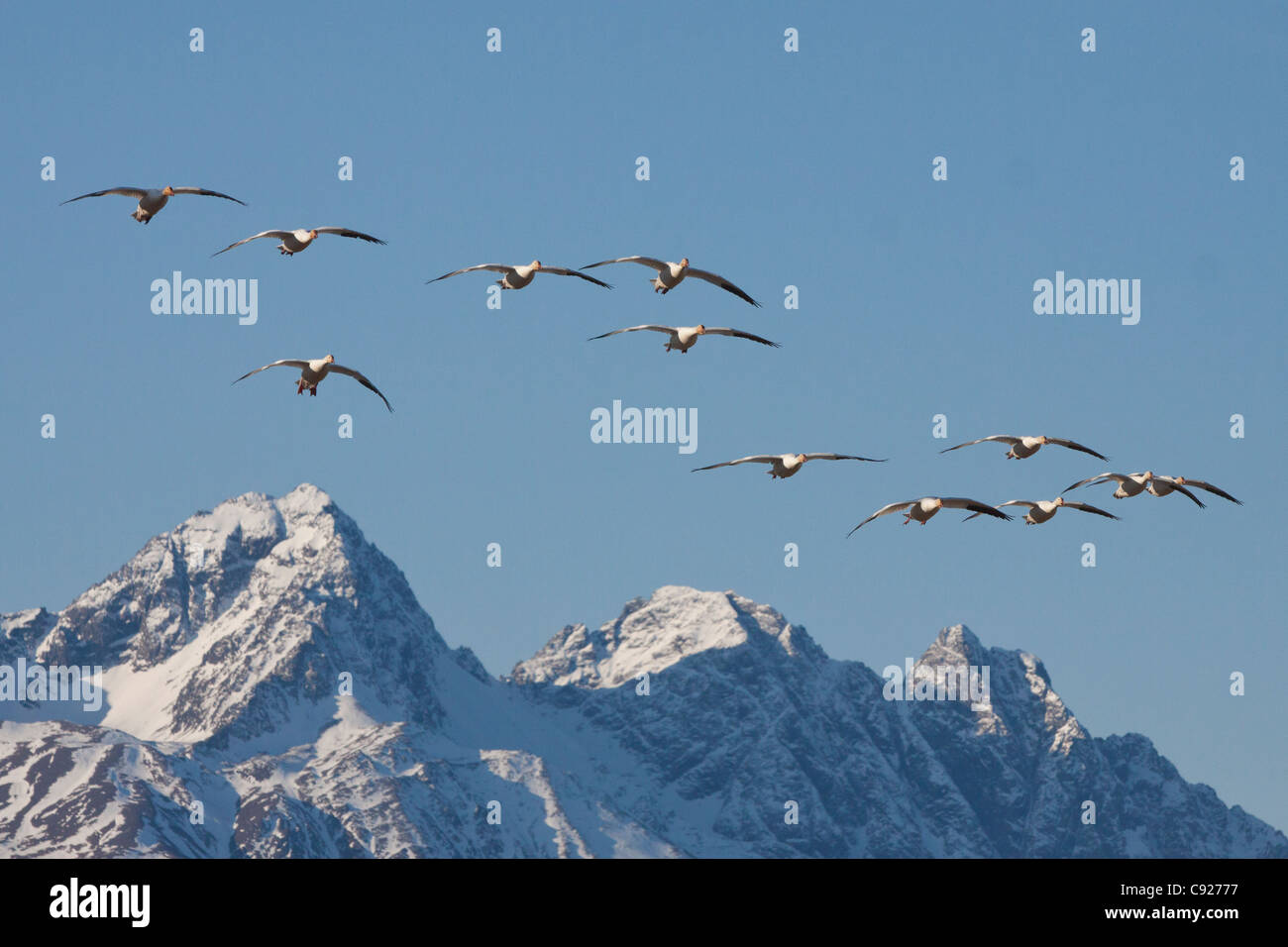 Herde von Schneegänsen fliegen über schneebedeckte Berge im Mat-Su Valley in der Nähe von Palmer während ihren Frühjahrszug, Alaska Stockfoto