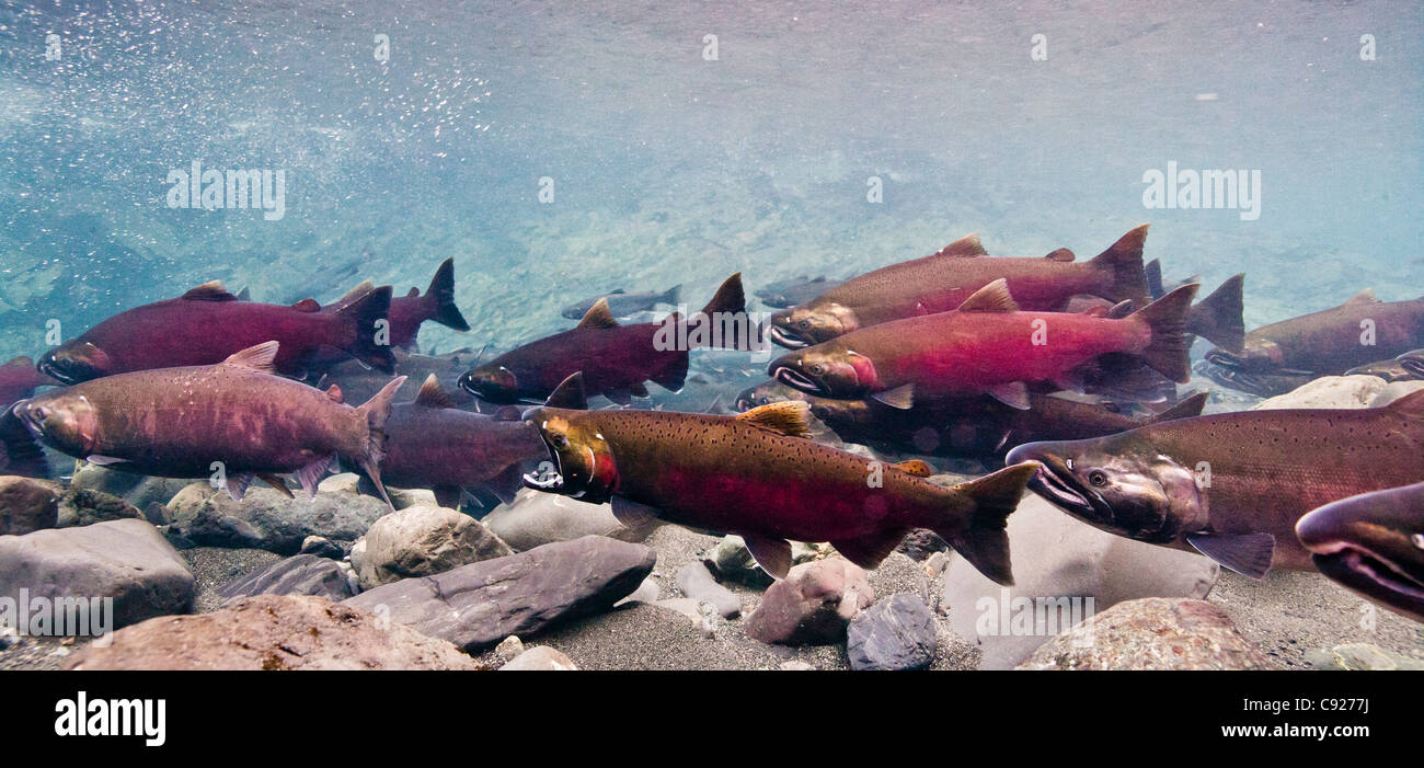 Unterwasser-Blick von Dolly Varden Saibling & Coho auf ihren Laich Migration in Power Creek, Copper River Delta, Alaska Stockfoto