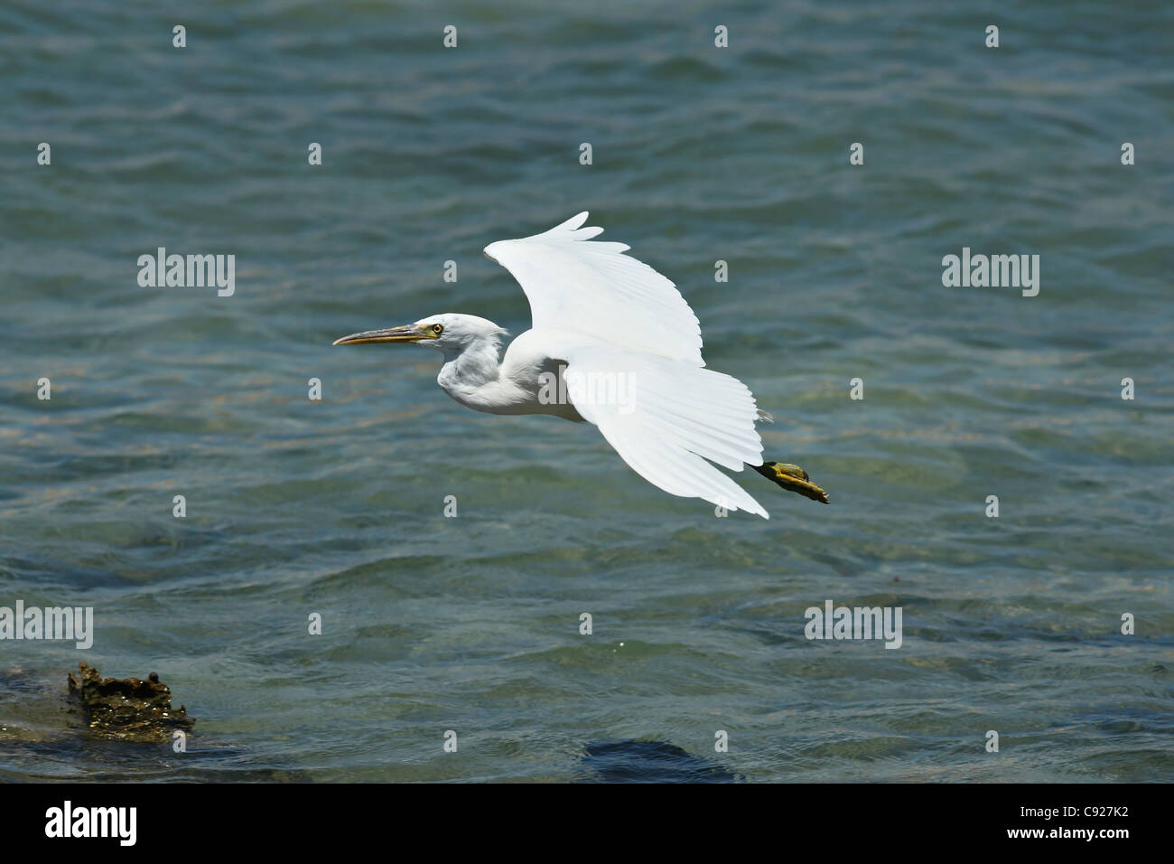 Fliegende östlichen Reef-Reiher (Ardea Sacra), North Western Australia Stockfoto