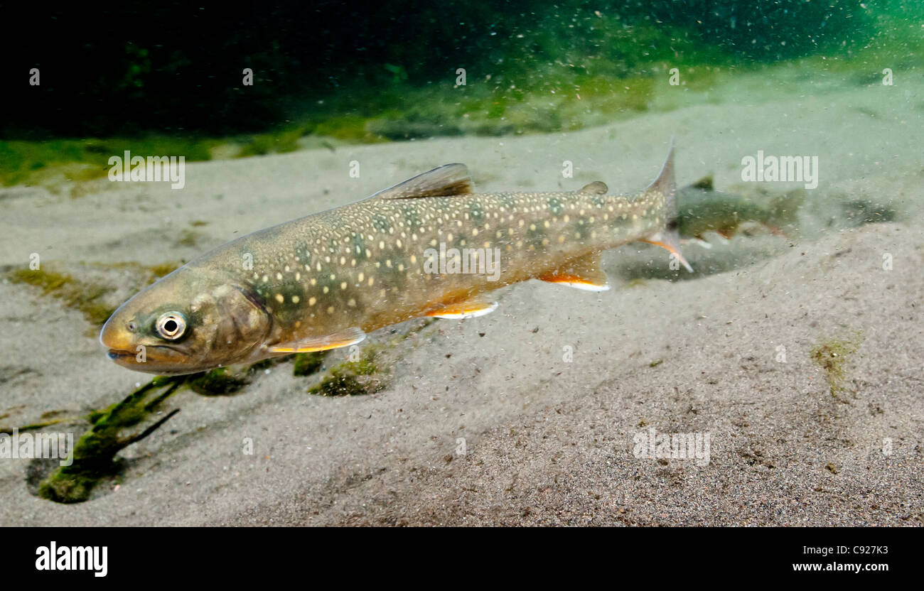 Unterwasser-Blick von einem Stream resident Dolly Varden Char in Rufus Creek, Wrangell-St.-Elias-Nationalpark und Reservat, Alaska Stockfoto