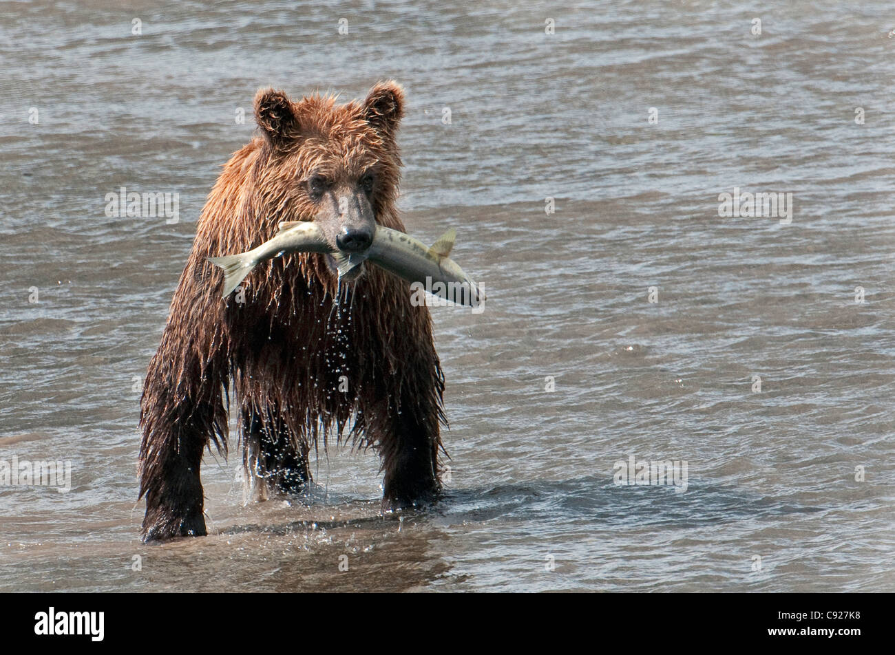 Brauner Bär fängt einen Fisch im Chinitna Bay, Lake-Clark-Nationalpark, Yunan Alaska, Sommer Stockfoto