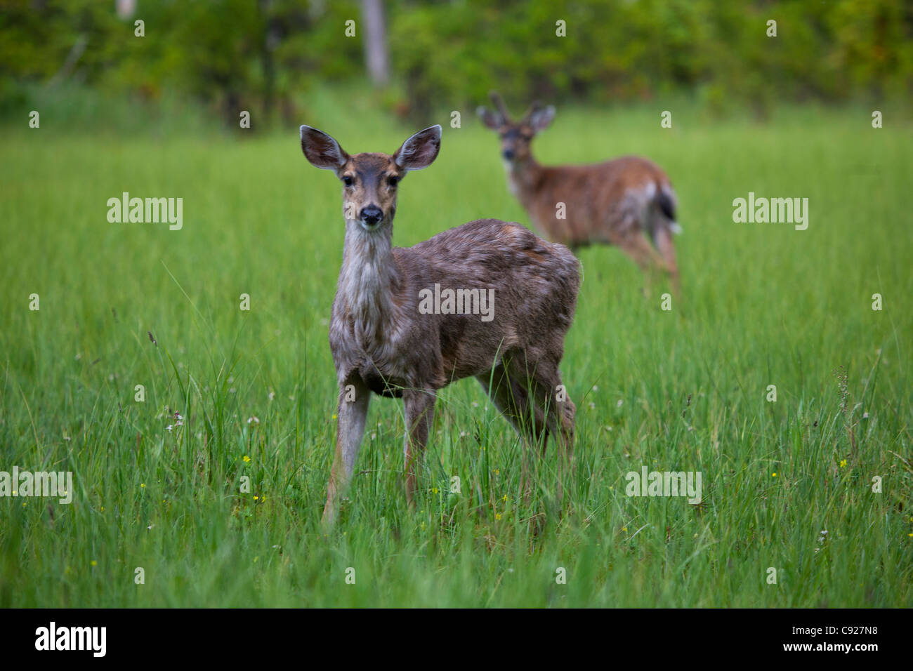 Weibliche Sitka schwarz-angebundene Rotwild mit männlichen im Hintergrund auf der Prince-Of-Wales-Insel, Tongass National Forest, Südost-Alaska Stockfoto