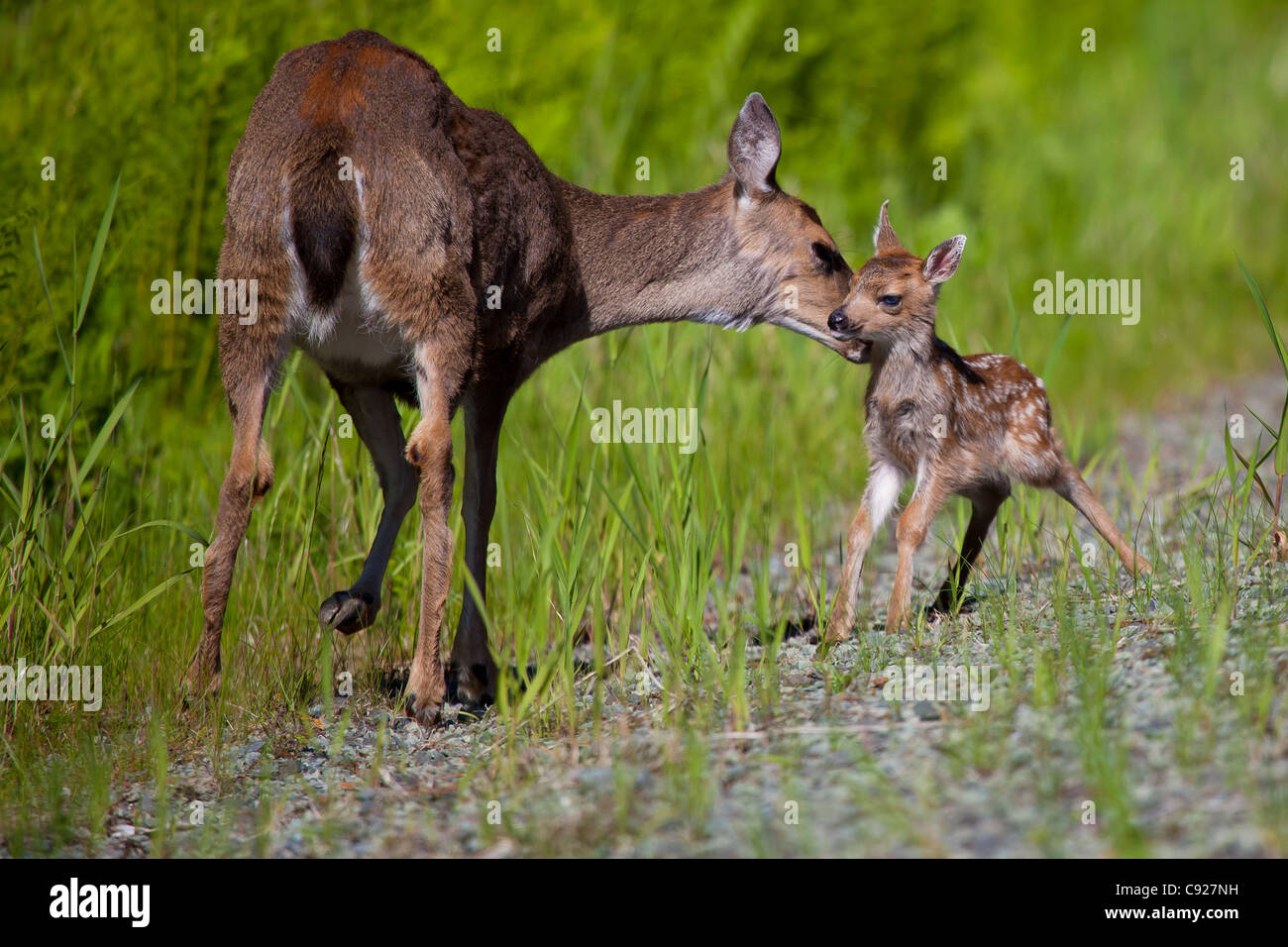 Nahaufnahme von Sitka schwarz-angebundene Rotwild Doe lecken ihr Neugeborenes Rehkitz auf Prince-Of-Wales-Insel, Tongass National Forest, Alaska Stockfoto