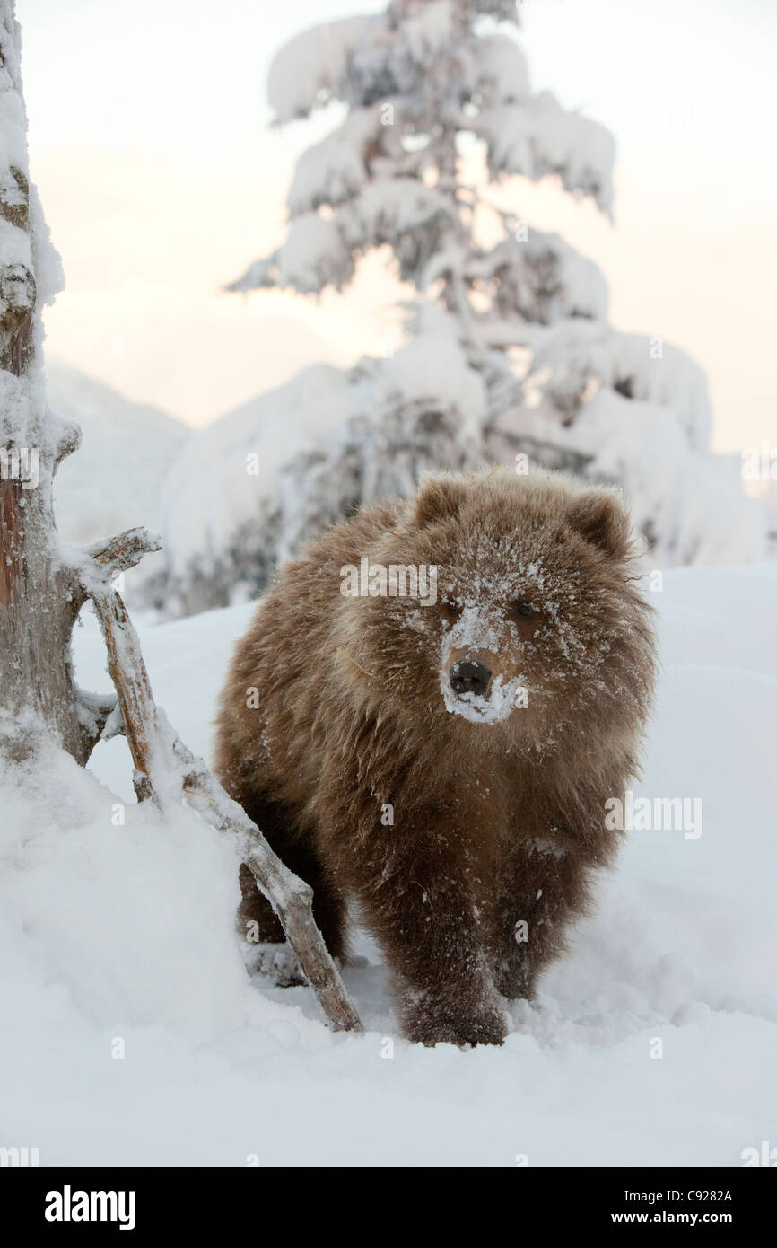 Gefangenschaft: Weibliche Kodiak Brown Bear Cub Spaziergänge im Schnee mit ihrem Gesicht in Schnee bedeckt, Alaska Stockfoto