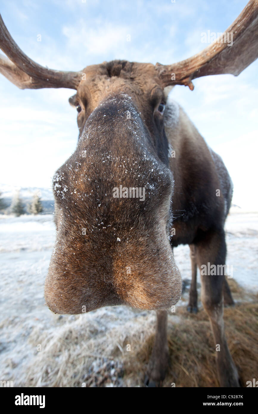 CAPTIVE: Extreme Nahaufnahme von einem Stier Elch im Alaska Wildlife Conservation Center, Yunan Alaska, Winter Stockfoto