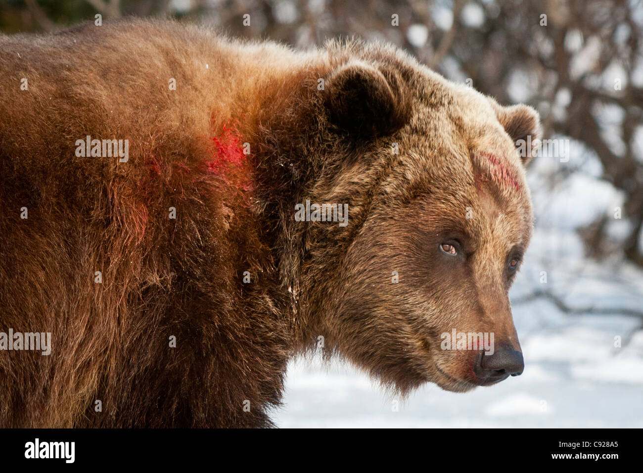 CAPTIVE: Weibliche Braunbären mit Blut am Hals von einem Kampf mit einem größeren männlichen Bären, Yunan, Alaska Stockfoto