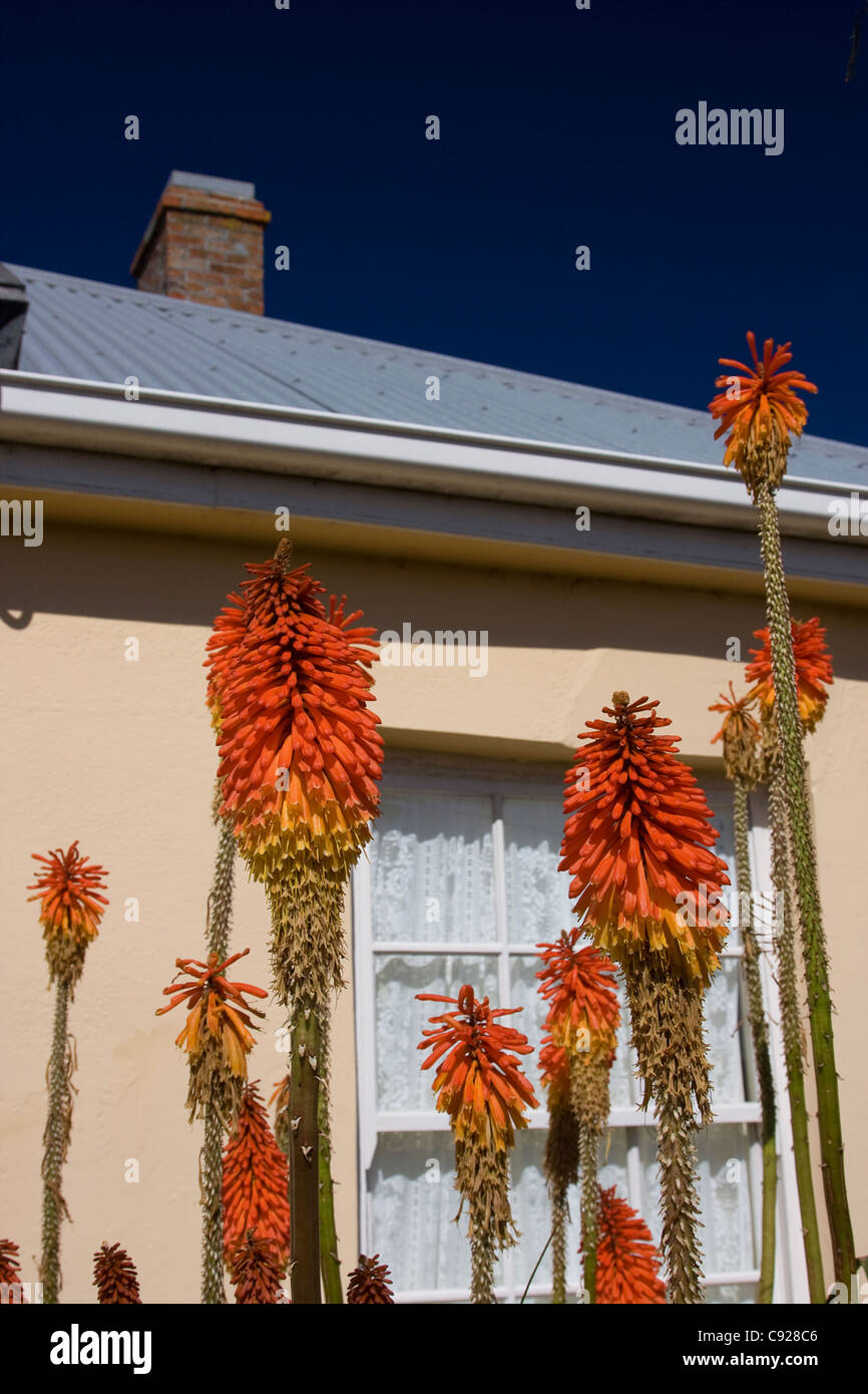 Australien, Tasmanien, Nordwestküste, Stanley, einheimische flora Stockfoto