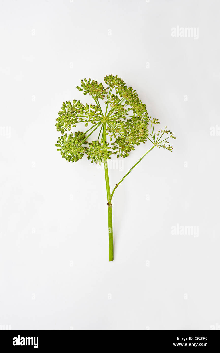 Angelica Archangelica (Garten Angelica, wilder Sellerie) Stockfoto