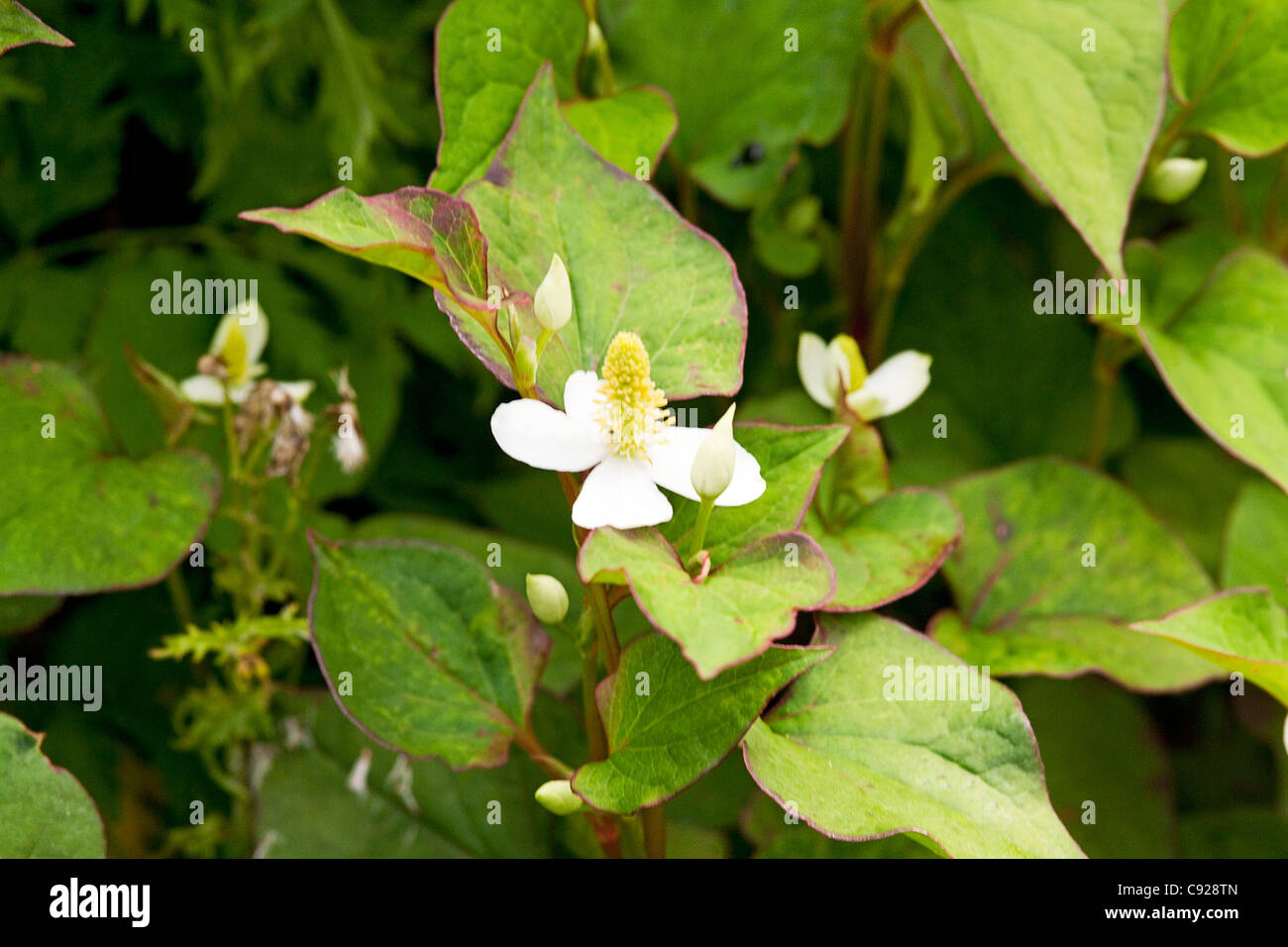Houttuynia Cordata (Echsenschwanz, Chamäleon-Pflanze, die Telekie, Fishwort  Stockfotografie - Alamy