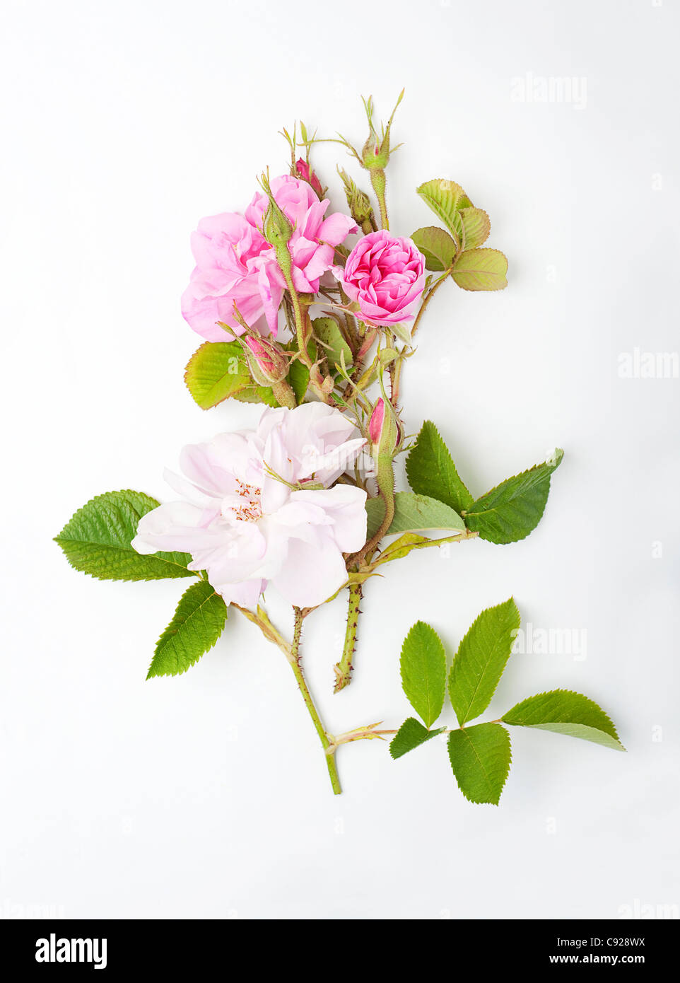 Rosa Damascena (Damaszener-Rose), rosa Rosen, Knospen und Blätter Stockfoto