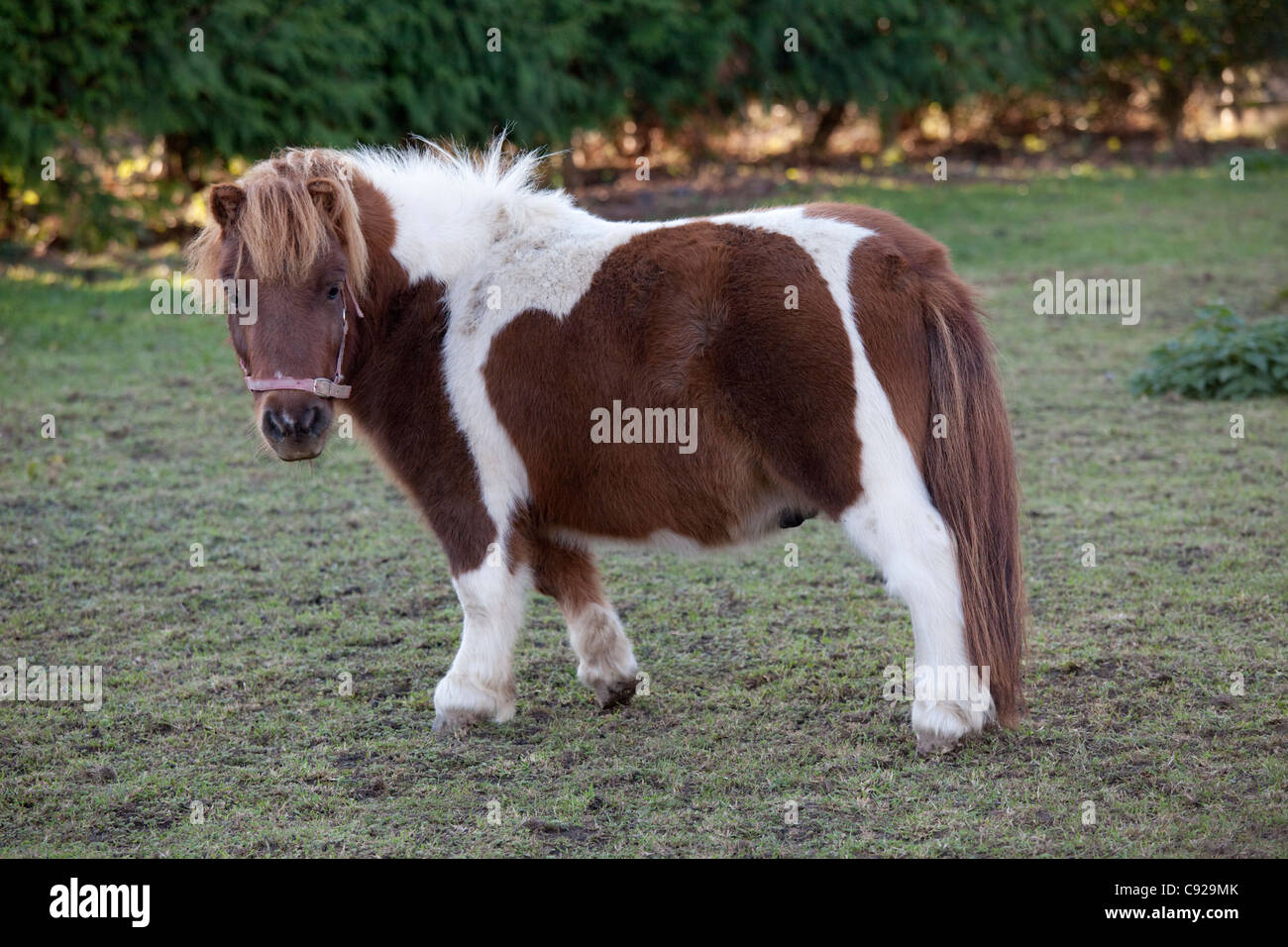 Braune und weiße Miniatur Shetlandpony Mickleton Cotswolds UK Stockfoto