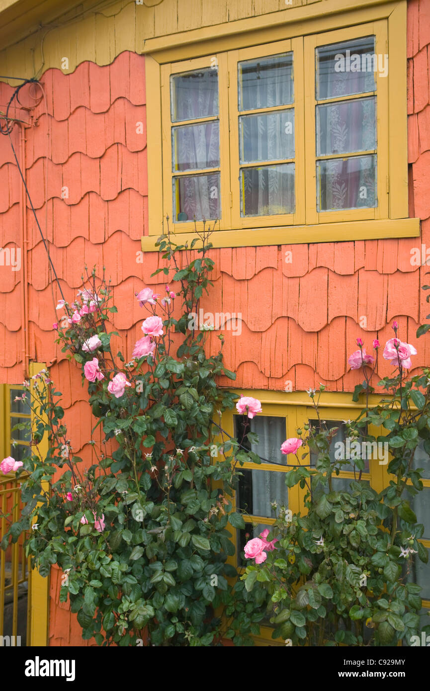 Chile, Chiloé, Castro, traditionelle Schindel Fassade mit Rosen Stockfoto
