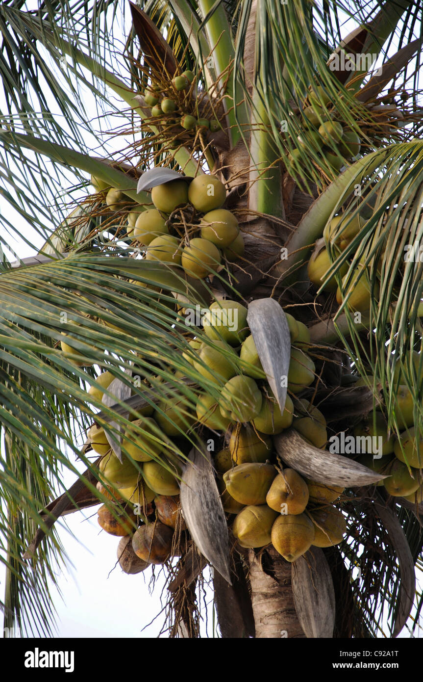 Palm oil tree west africa Fotos und Bildmaterial in hoher Auflösung