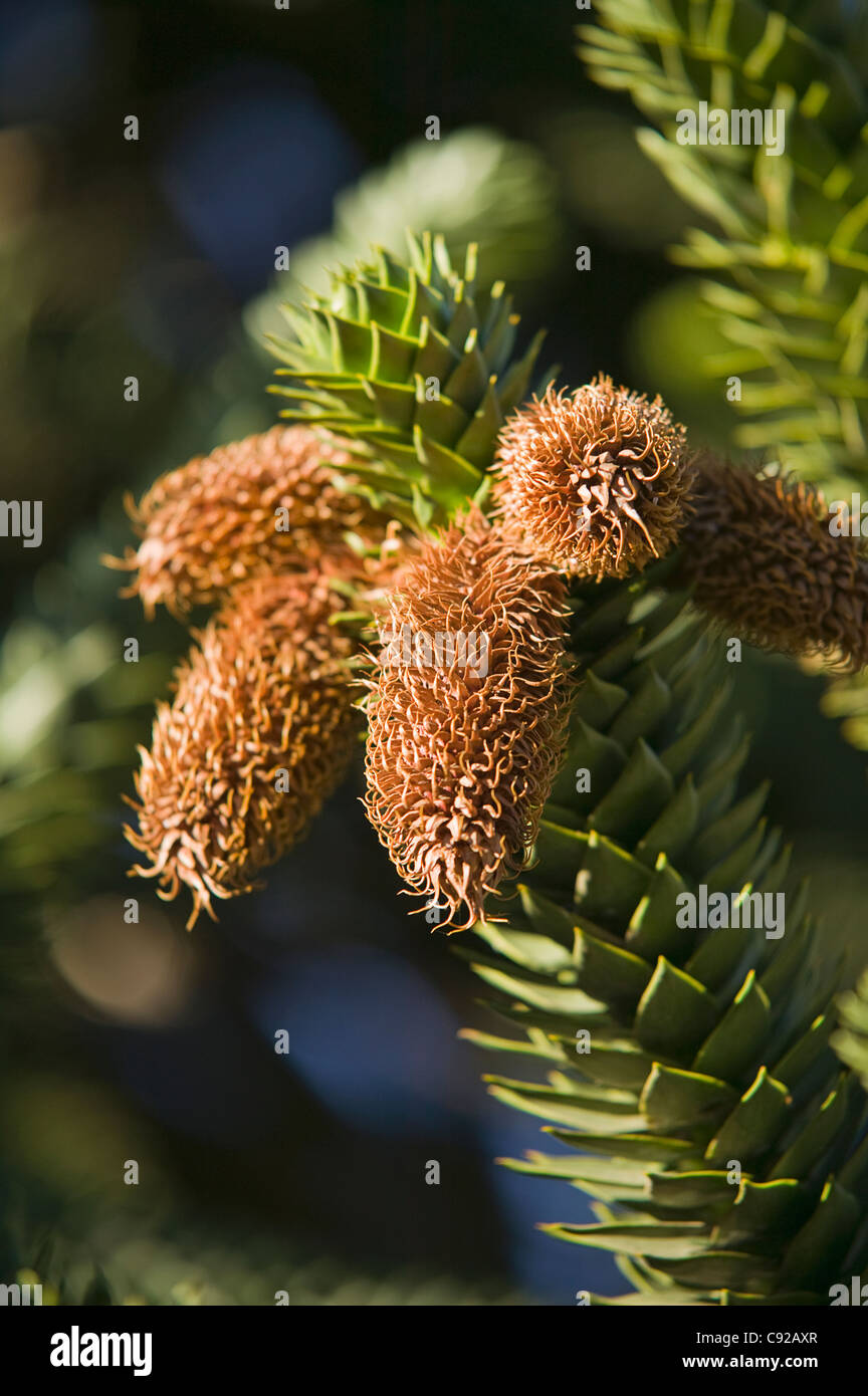 Chile, Araucania Region, Nationalpark Tolhuaca, Kegel auf Araucaria Bäume Stockfoto