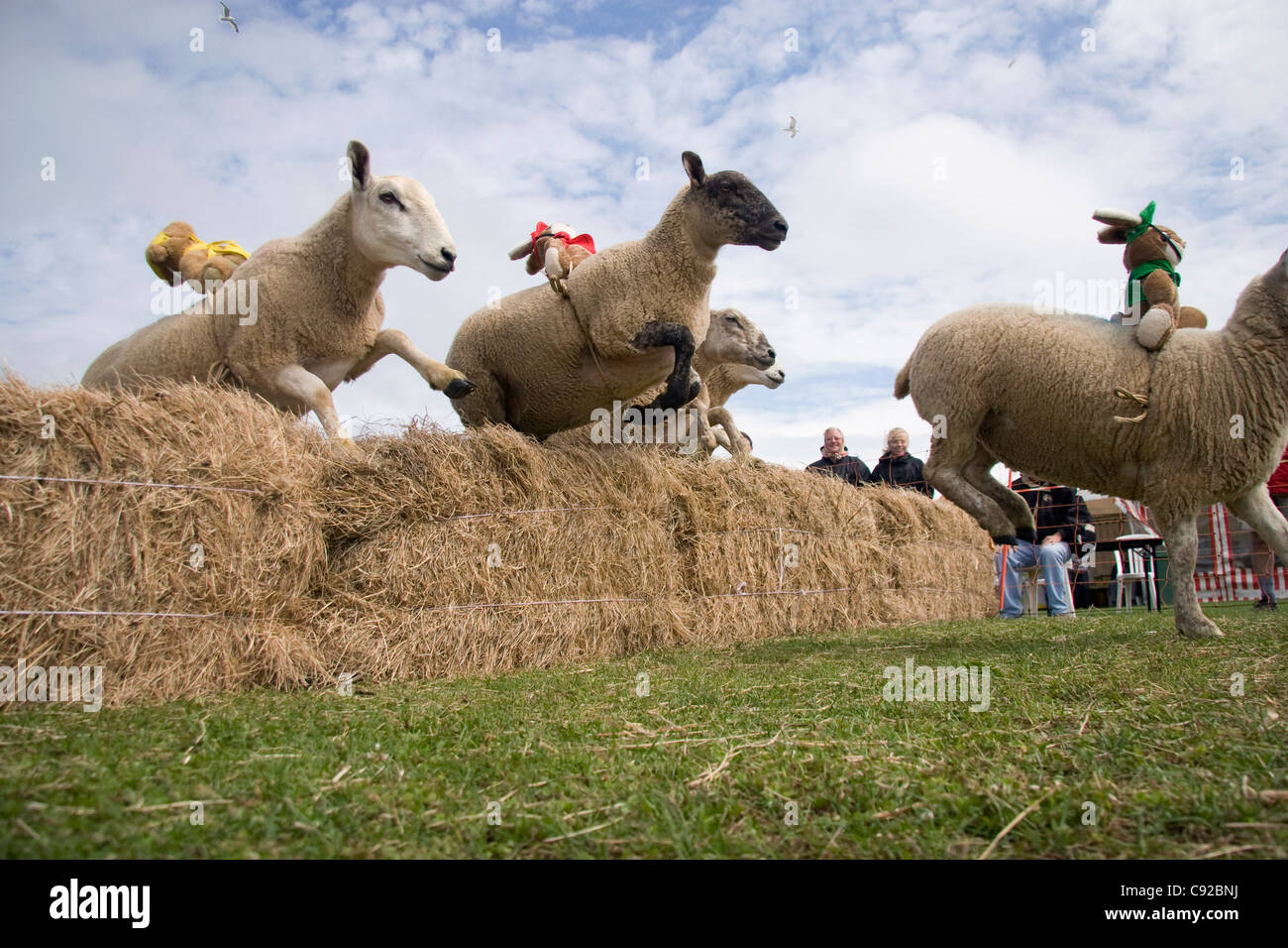 Die schrulligen jährliche Schafe Rennen, statt auf der Insel Sark in Kanalinseln UK Stockfoto