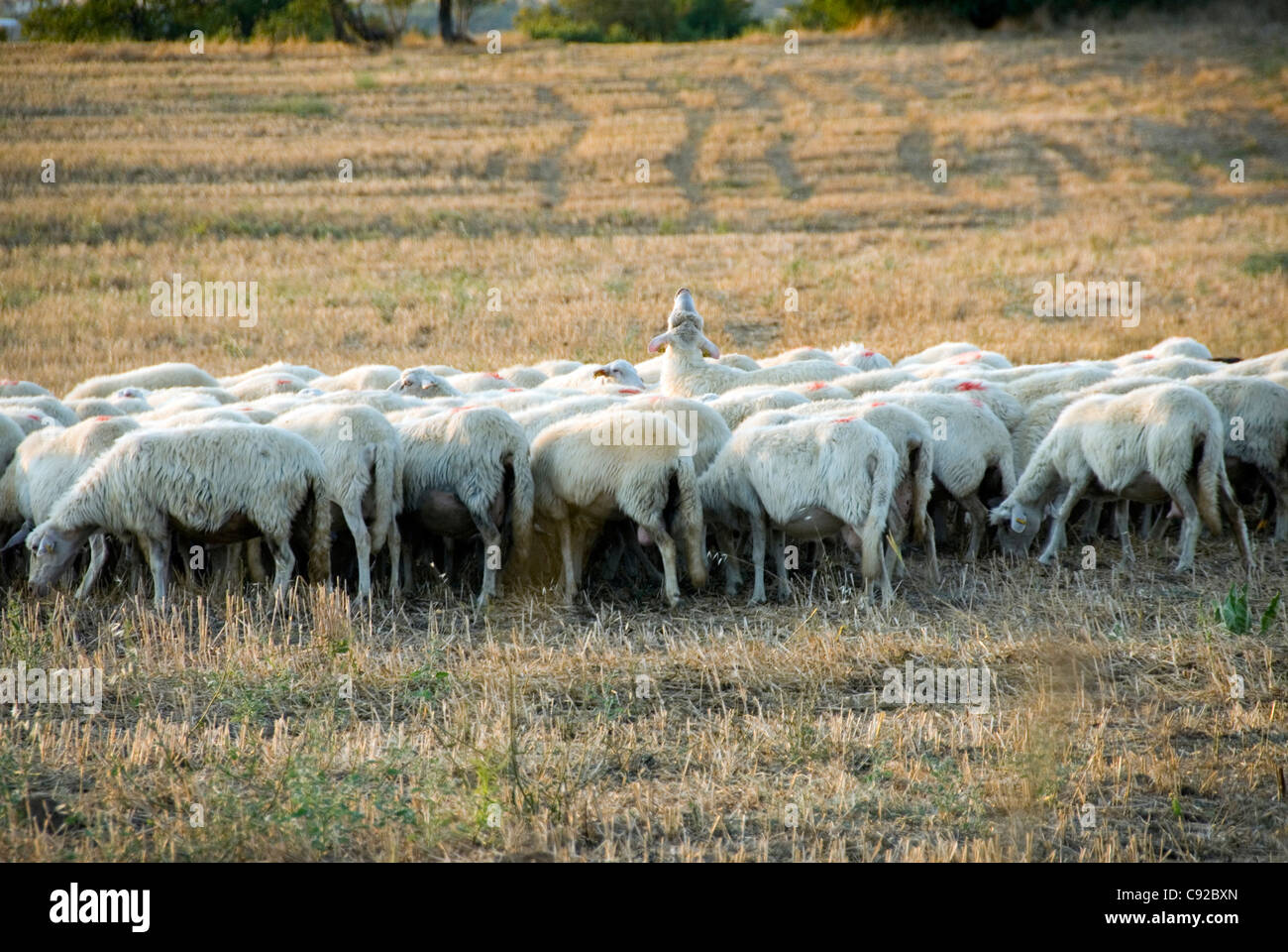 Italien, Toskana, Maremma, Schafbeweidung auf Weizen Stoppeln Stockfoto