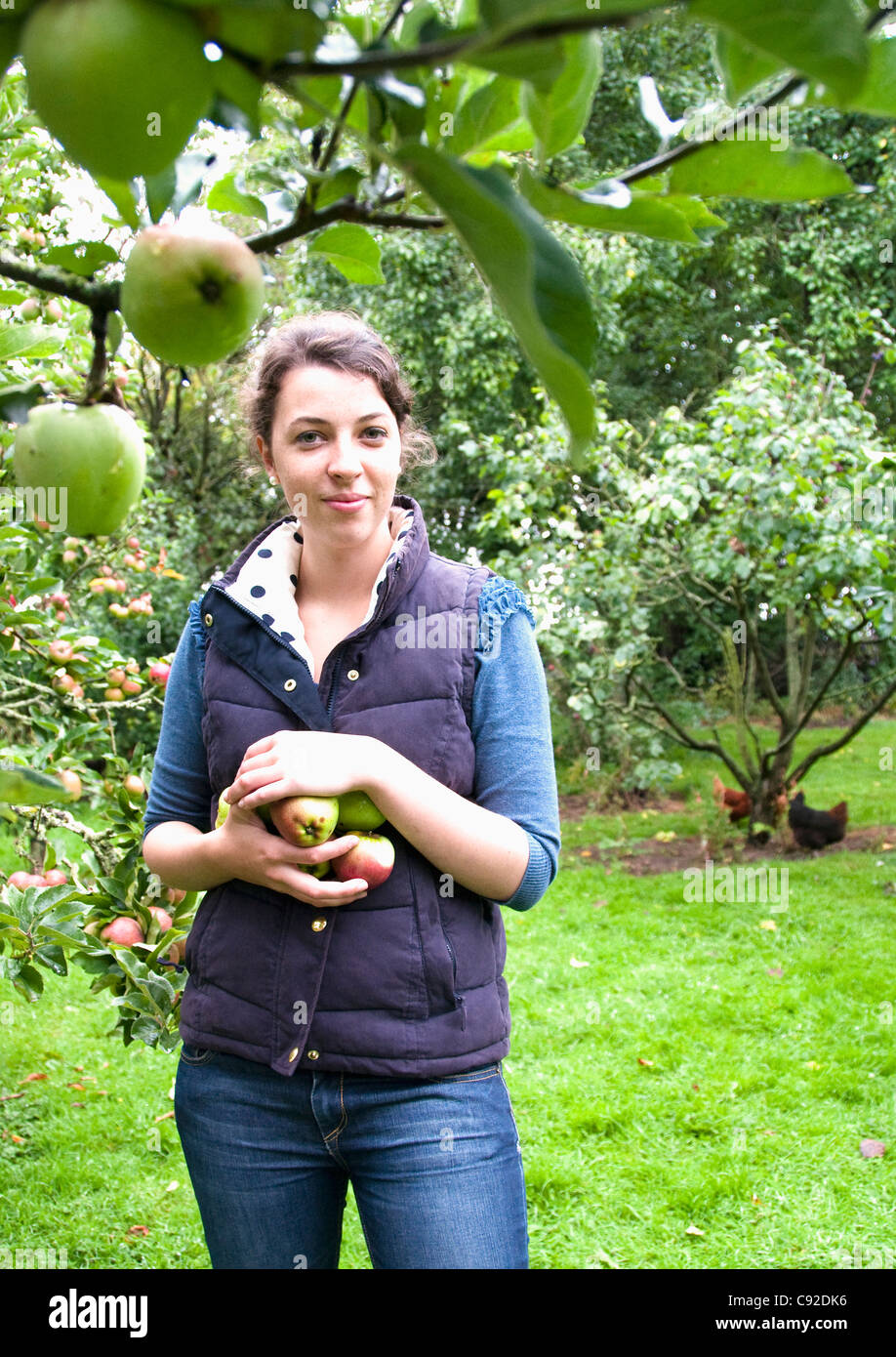 Frau Kommissionierung Apfel im Obstgarten Stockfoto