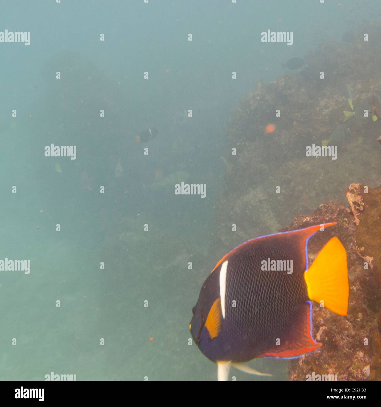 Erhöhte Ansicht eines Fisches Unterwasser, Gardner Bay, Espanola Insel, Galapagos-Inseln, Ecuador Stockfoto