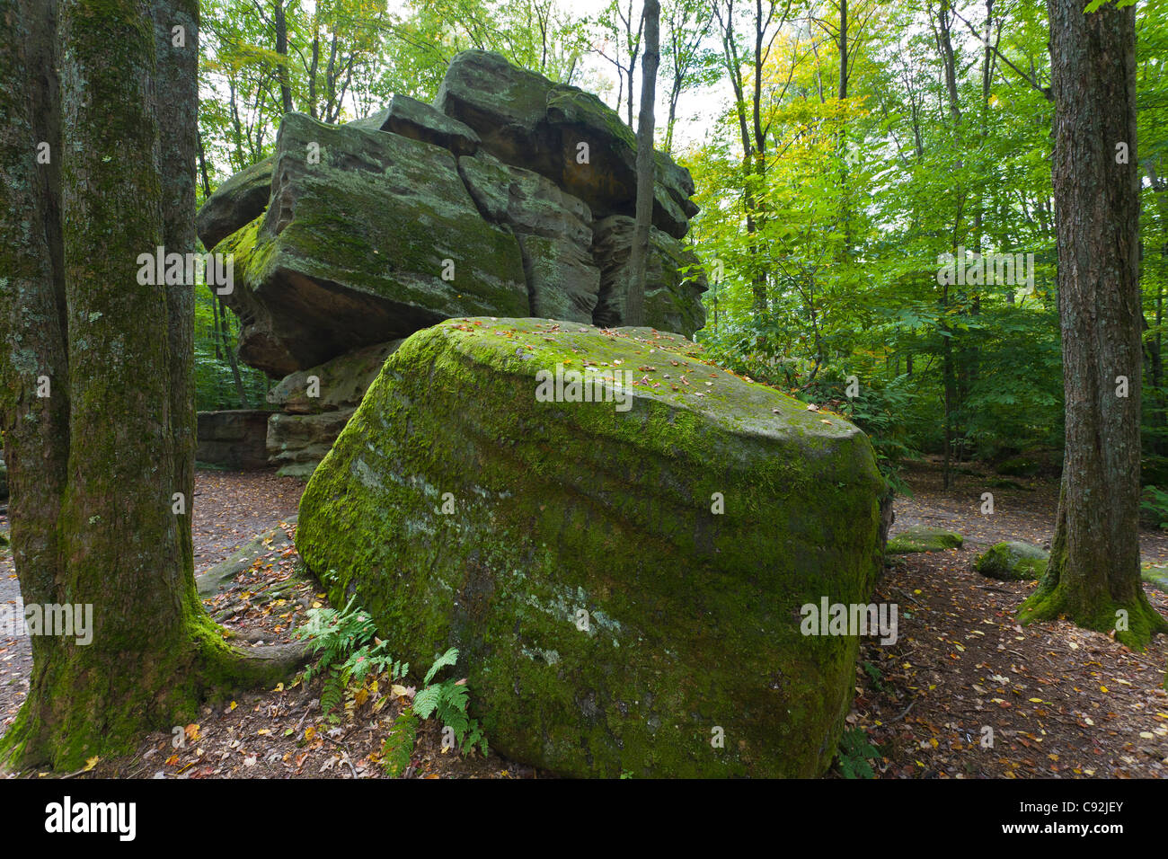 Donner-Felsen im Allegany State Park im Bundesstaat New York Stockfoto