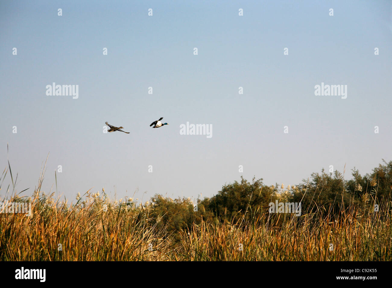 der Azraq Wetland Reserve, Azraq, Jordanien. Stockfoto