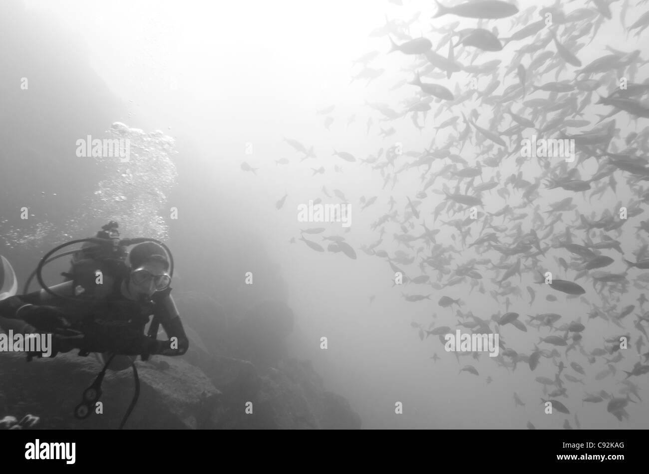Taucher und Fische schwimmen unter Wasser, Santa Cruz Island, Galapagos-Inseln, Ecuador Stockfoto