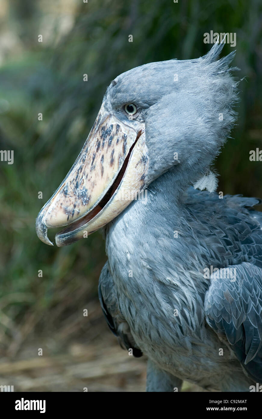 Schuhschnabel, aka Whalehead, Balaeniceps rex, verletzlich, in Gefangenschaft, Jurong Bird Park, Singapur, Asien Stockfoto