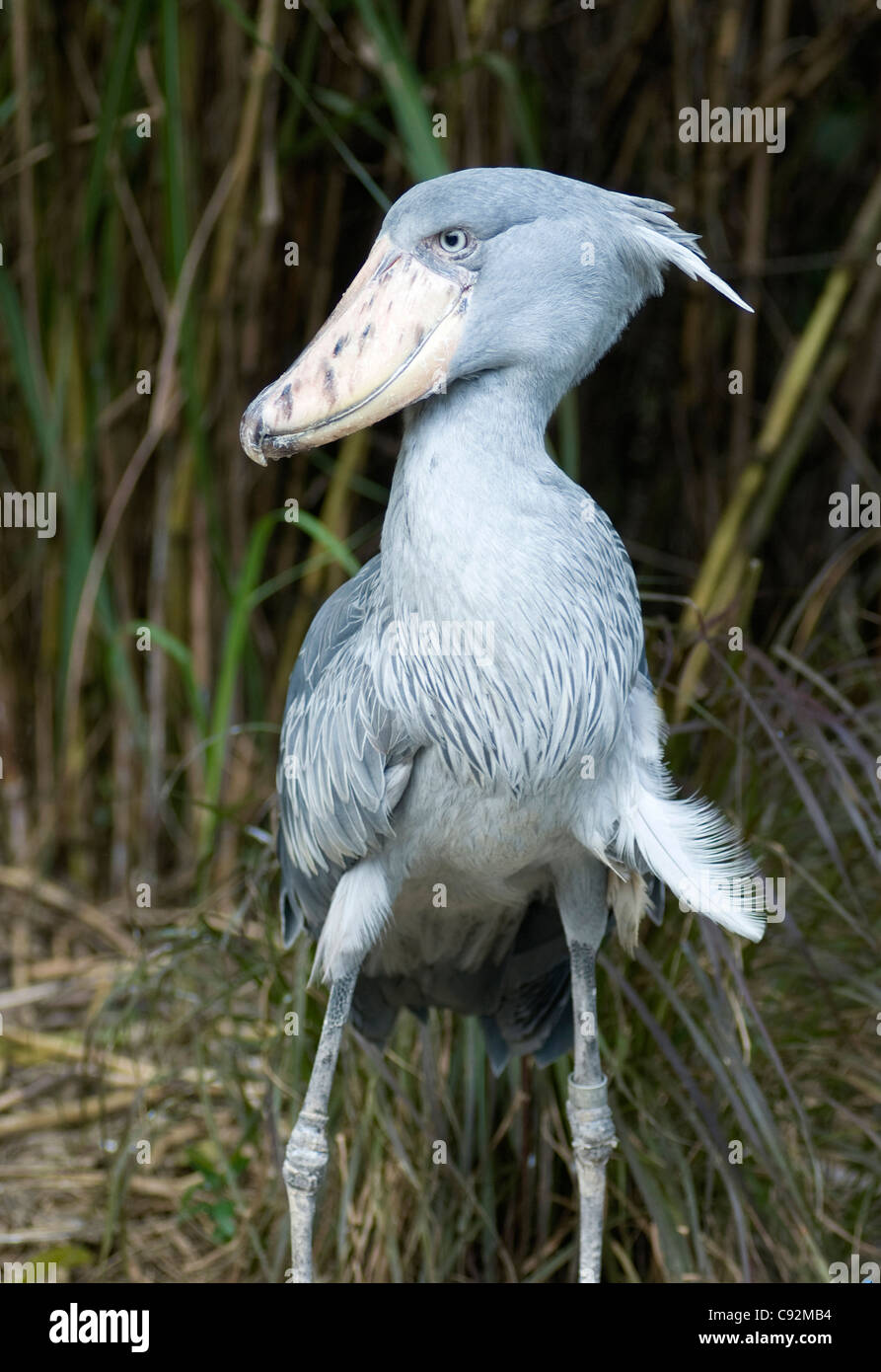 Schuhschnabel, aka Whalehead, Balaeniceps rex, verletzlich, in Gefangenschaft, Jurong Bird Park, Singapur, Asien Stockfoto