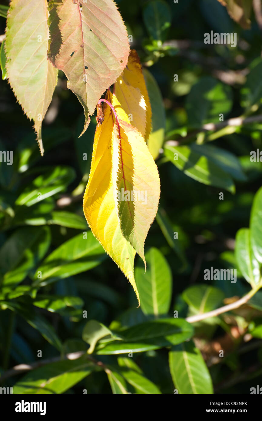 Schöne Aussicht auf die bunten Herbst Blätter Stockfoto