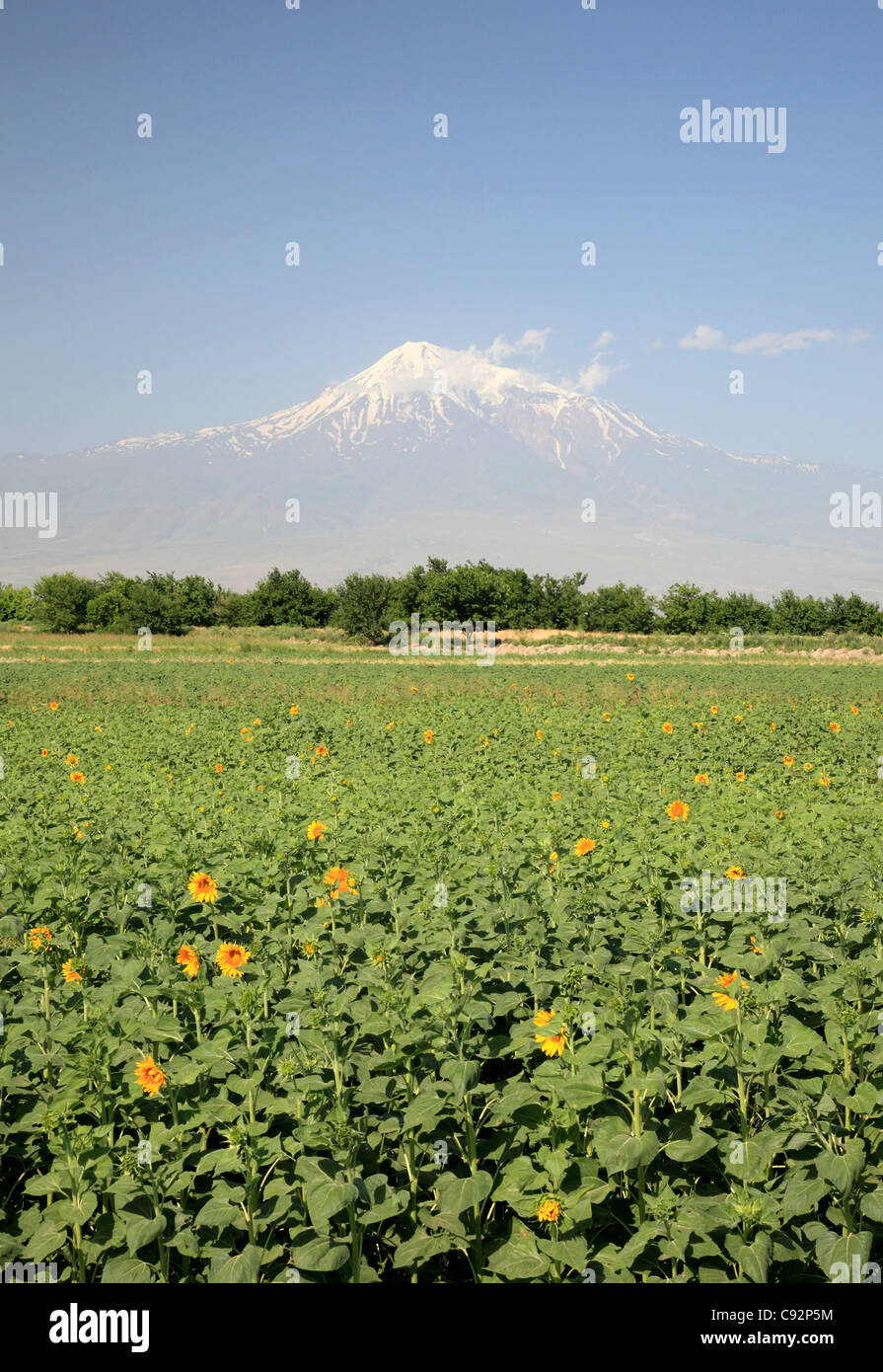 72 % der Landesfläche Armeniens ist Agrarland übergeben. Berg Ararat ist ein spektakulären vulkanischen Kegel auf den Ararat Stockfoto