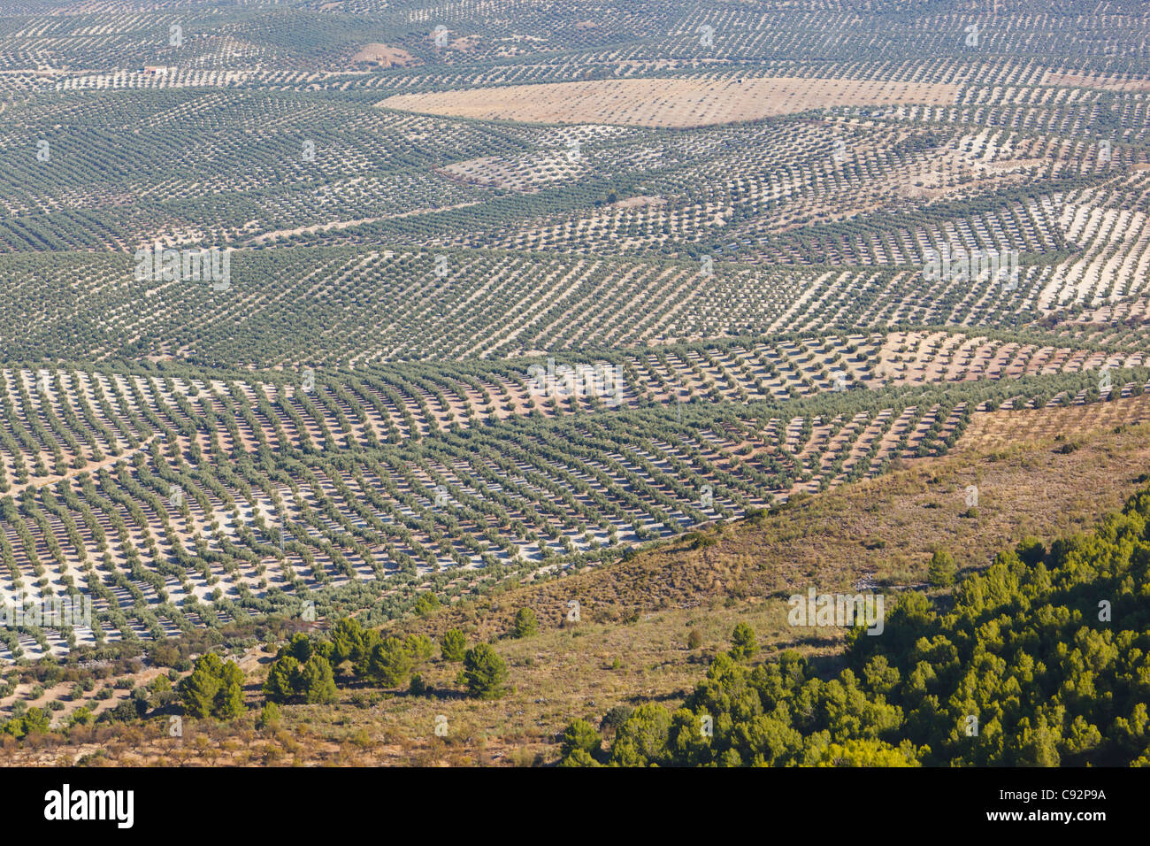 Olivenhaine in der Nähe von Mancha Real, Provinz Jaen, Spanien. Stockfoto