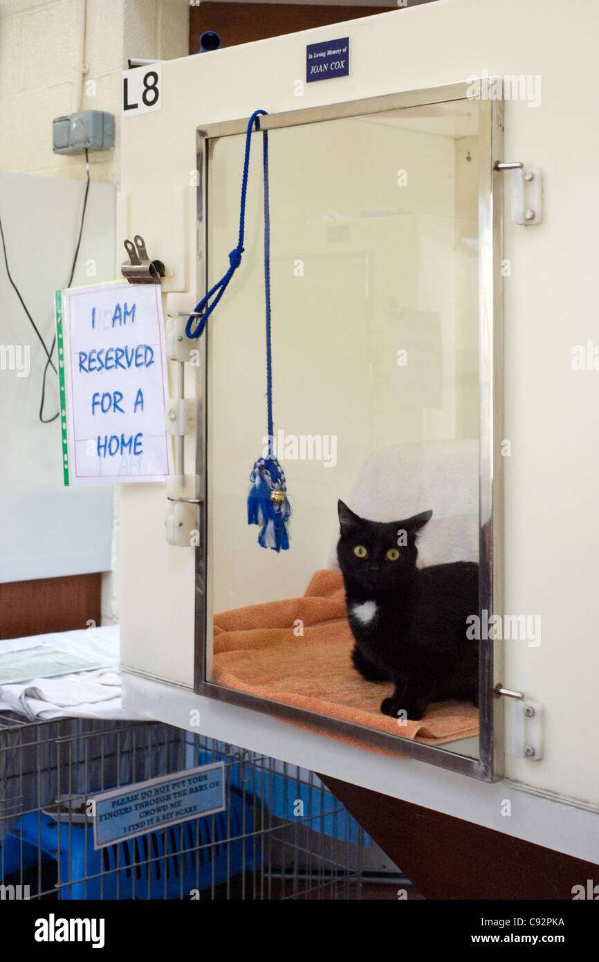 Katze wartet auf Umsiedlung in die Rspca laufen Arche Tierheim Stubbington Hampshire England uk Stockfoto