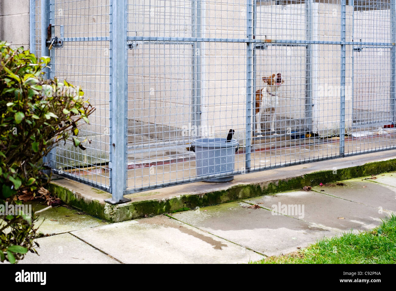 Hund in Erwartung auf die Rspca Wiederansiedlung laufen Arche Tierheim Stubbington Hampshire England uk Stockfoto