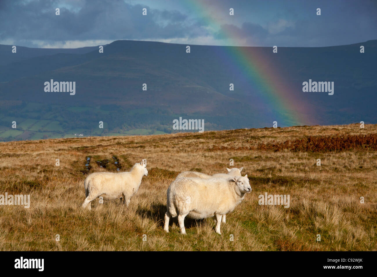 Drei Schafe auf Mynydd Llangattock mit schwarzen Berge und Regenbogen im Hintergrund Brecon Beacons National Park Powys Wales UK Stockfoto