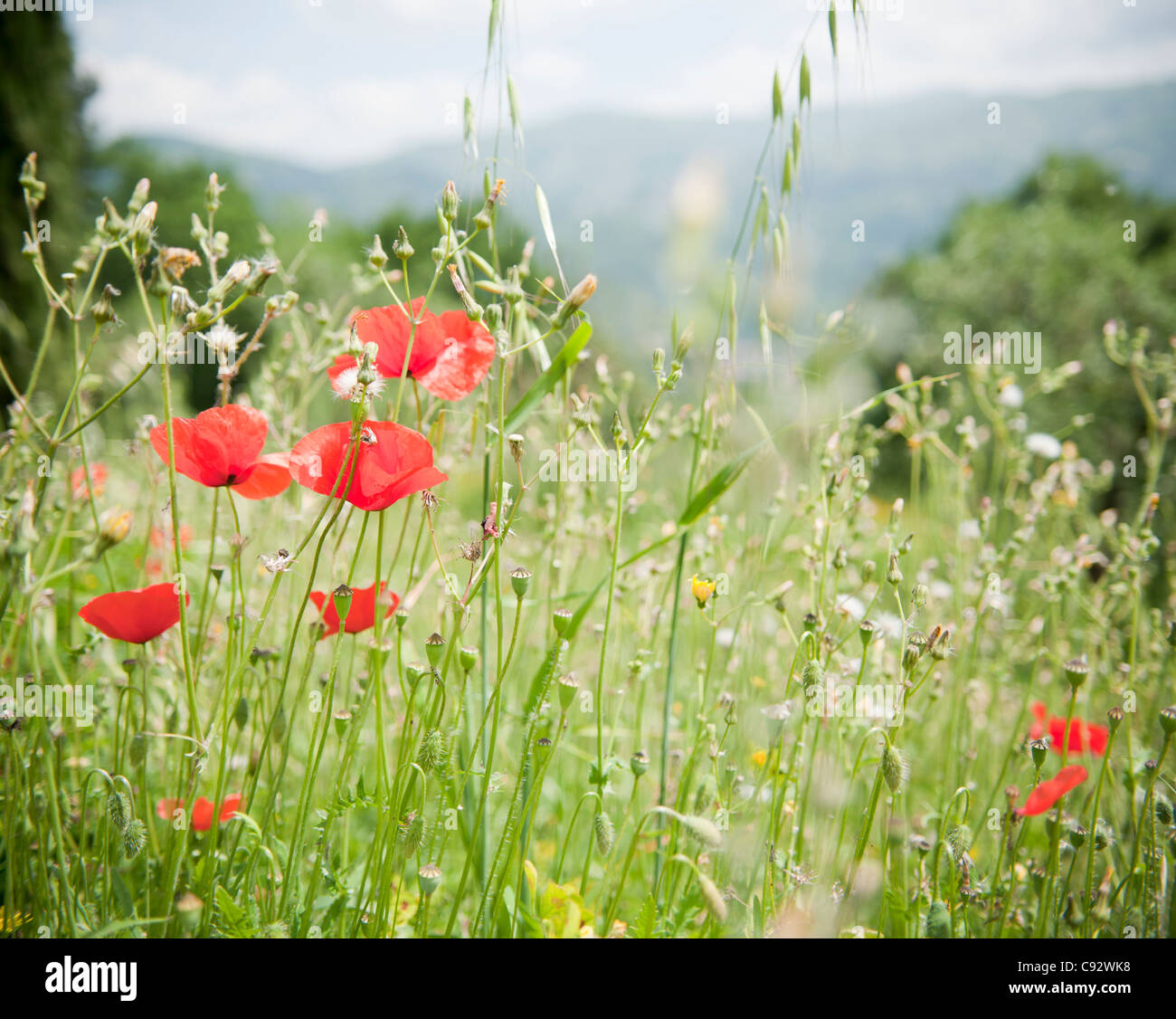 Wilde Wiesenblumen sind weit verbreitet in der Toskana und beinhalten Mohn Gänseblümchen und eine Vielzahl von Gräsern. Stockfoto